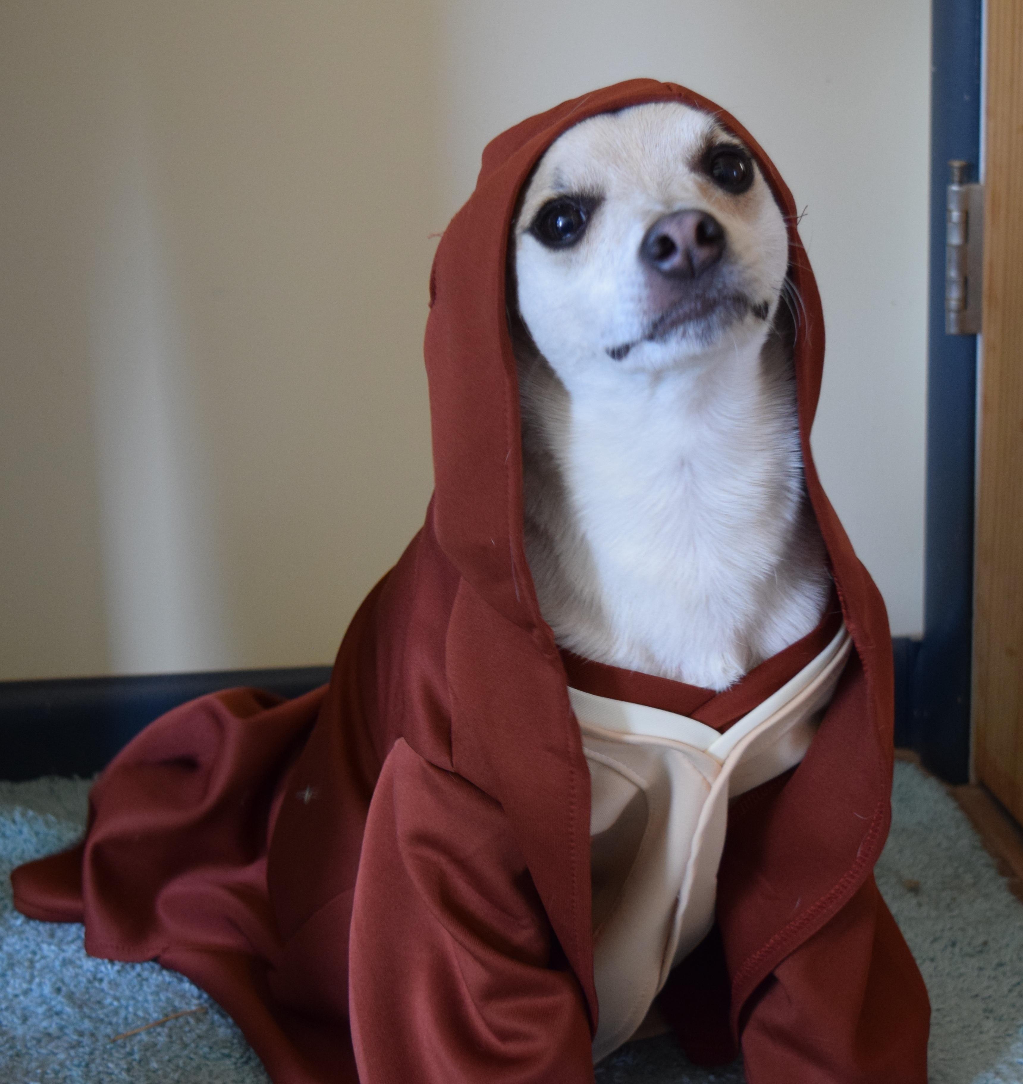 Link, an adoptable Terrier, Basenji in Rosalia, KS, 67132 | Photo Image 2