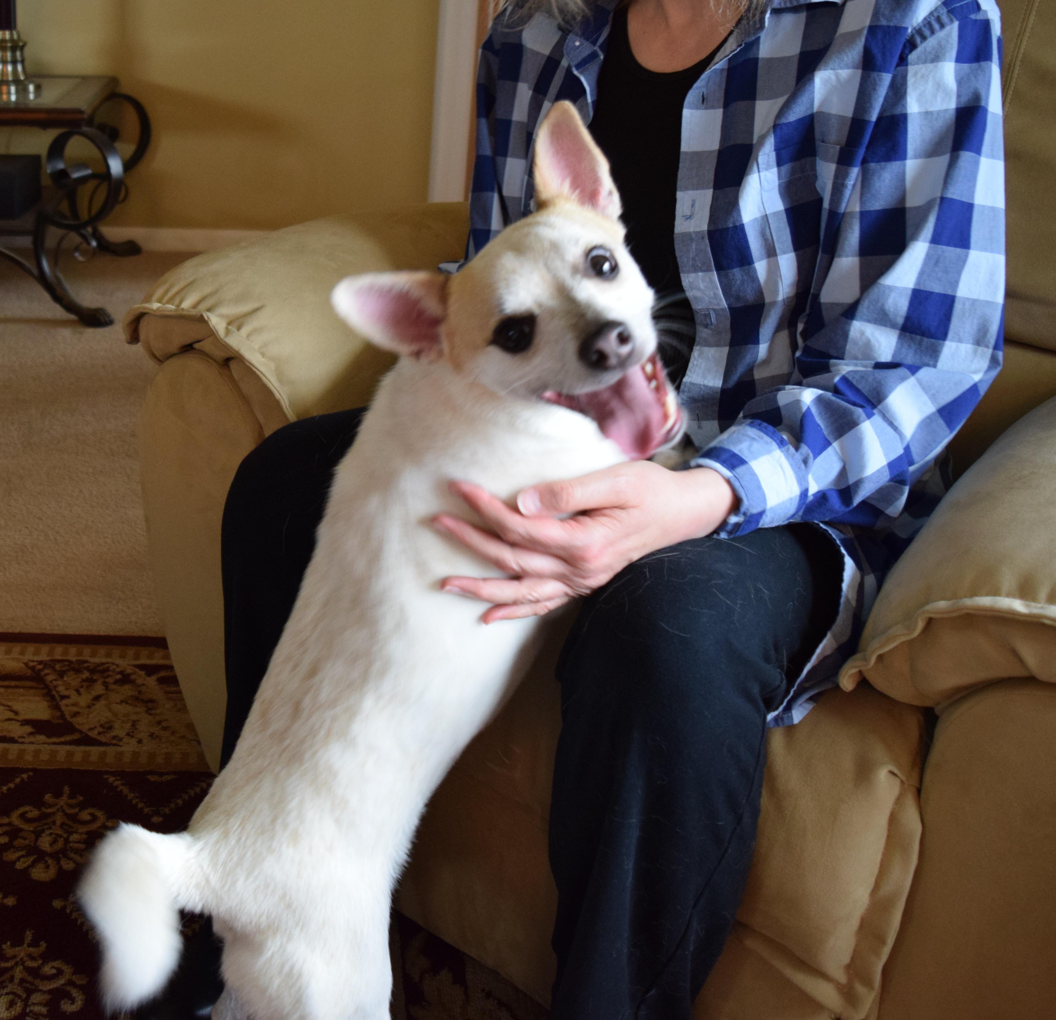 Enlarge Link, a Adoptable mixed breed in Rosalia, KS image 3/5