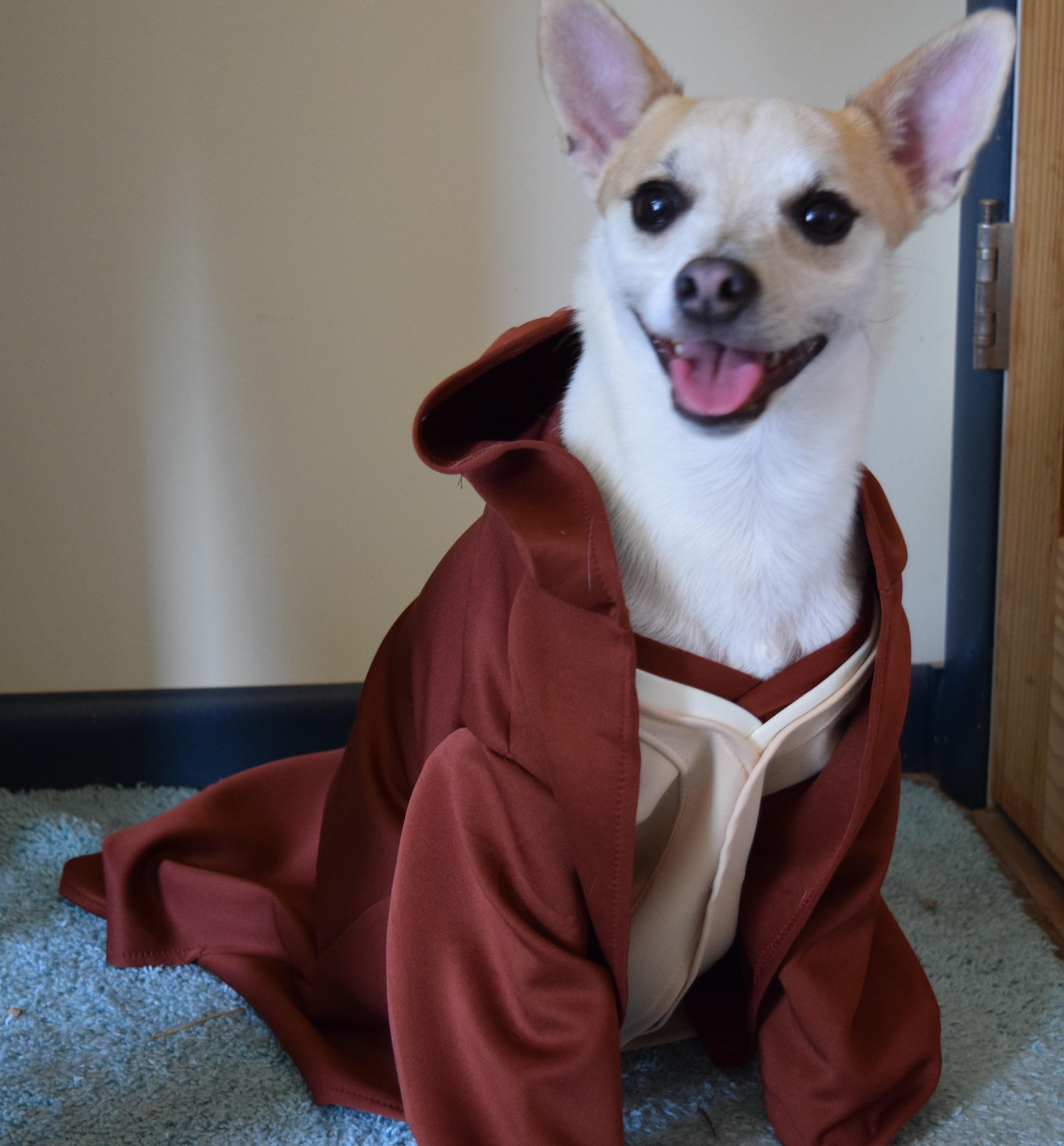 Link, Adoptable, Adult Male Terrier & Basenji.