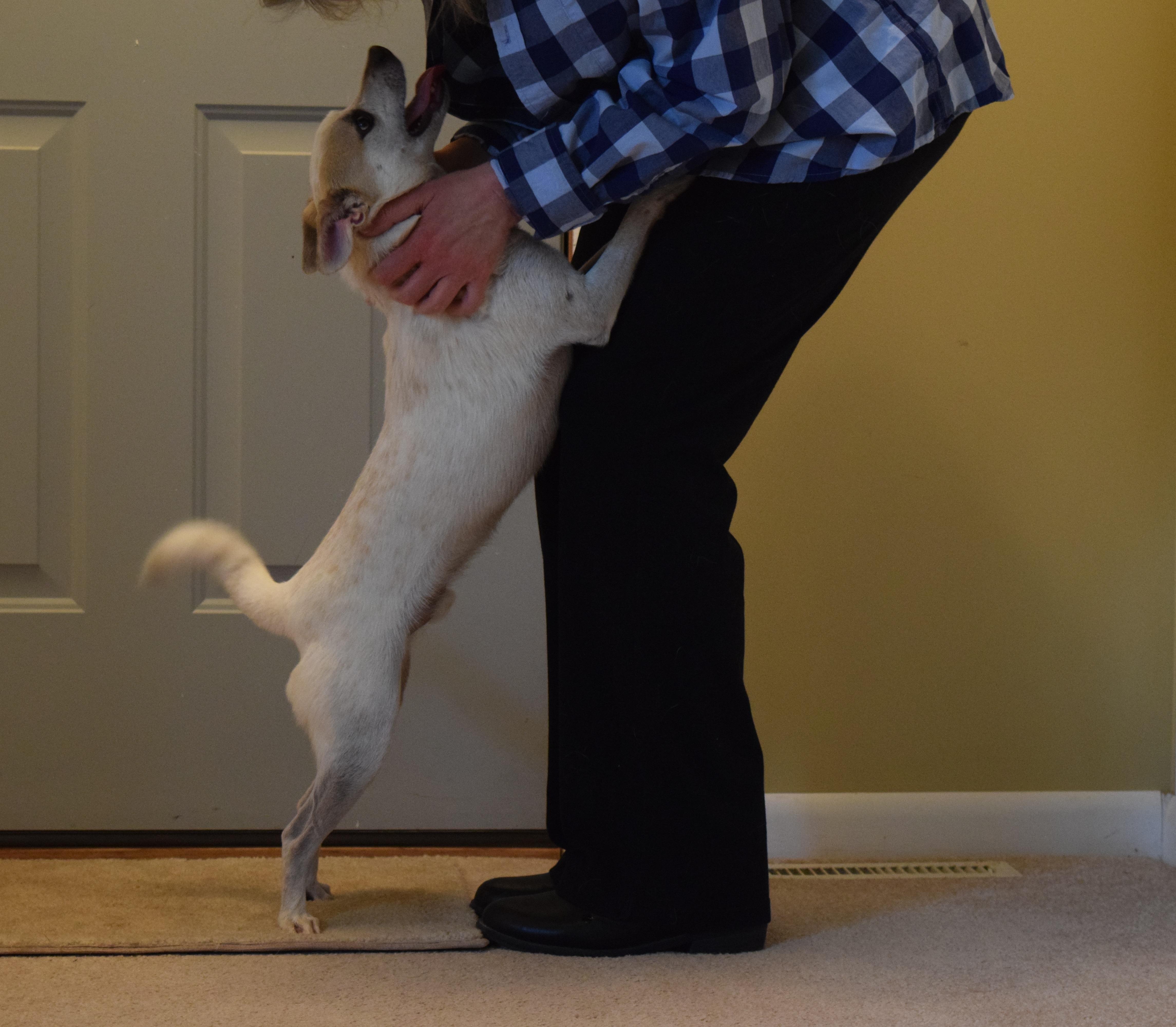 Link, an adoptable Terrier, Basenji in Rosalia, KS, 67132 | Photo Image 5