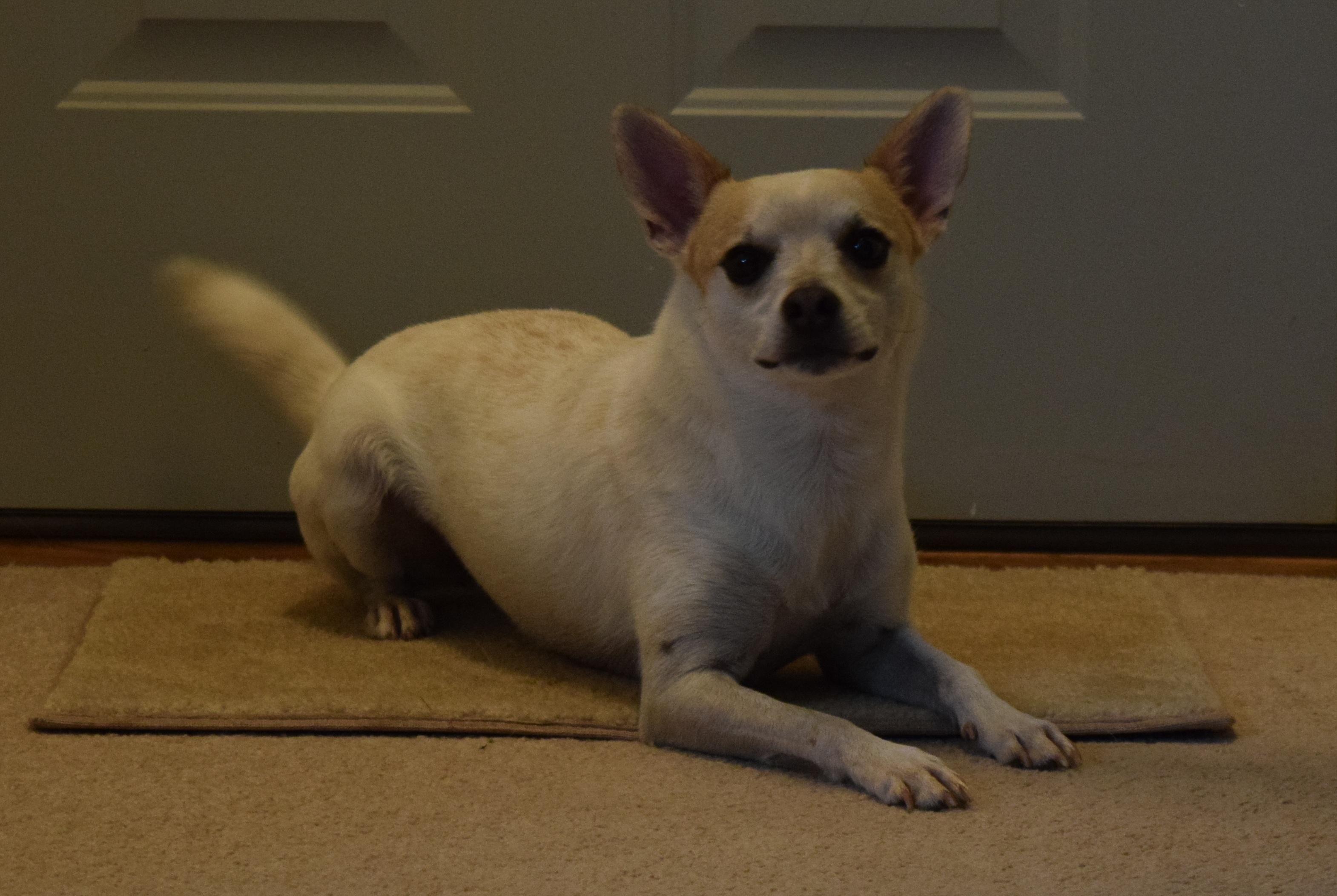 Enlarge Link, a Adoptable mixed breed in Rosalia, KS image 5/5