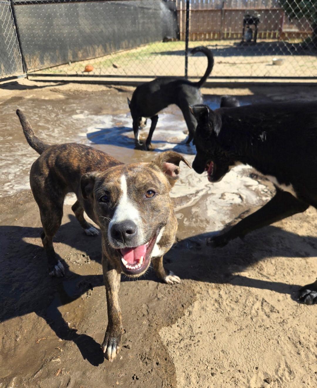Kaia, ADOPTABLE, Young Female Pit Bull Terrier.