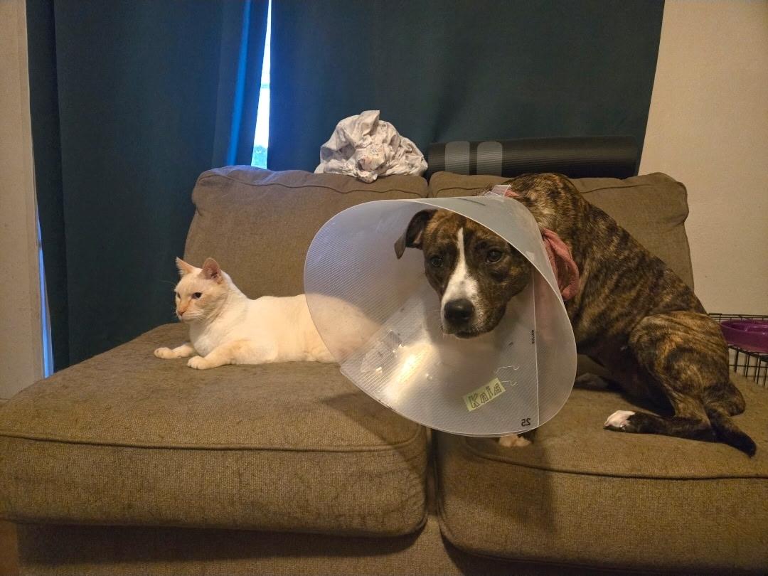 Enlarge Kaia, a ADOPTABLE mixed breed in Bakersfield , CA image 4/6