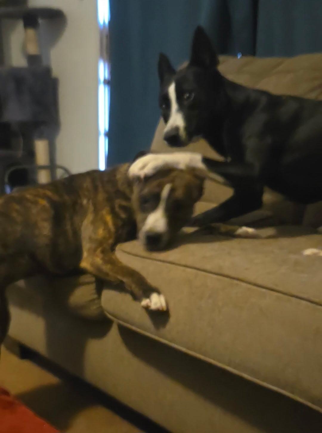 Enlarge Kaia, a ADOPTABLE mixed breed in Bakersfield , CA image 6/6