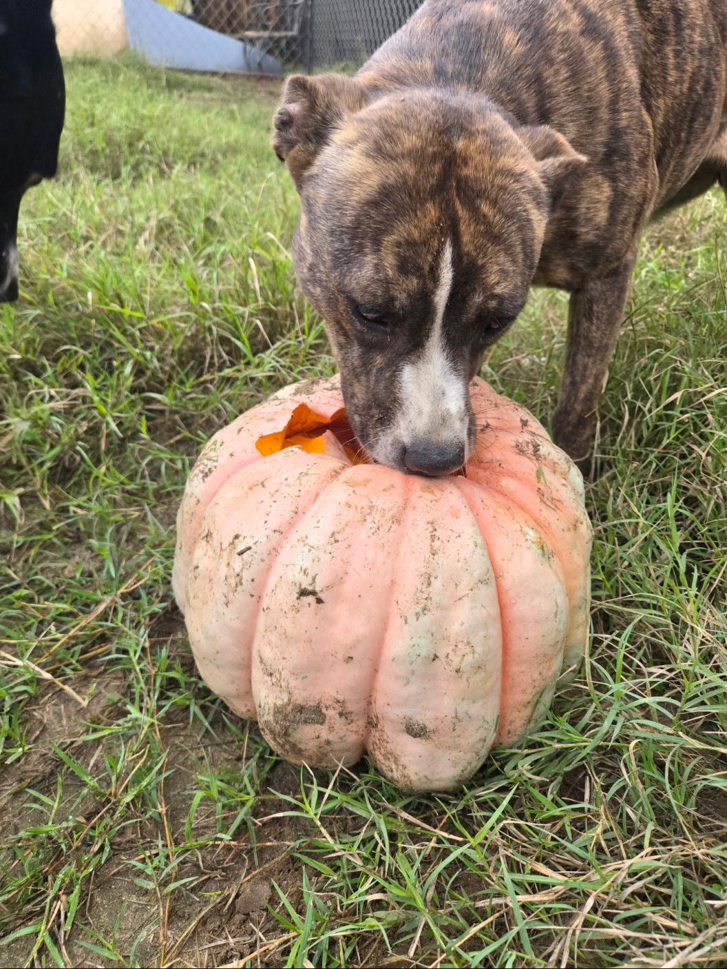 Enlarge Kaia, a ADOPTABLE mixed breed in Bakersfield , CA image 2/6