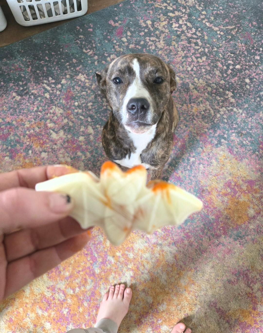 Enlarge Kaia, a ADOPTABLE mixed breed in Bakersfield , CA image 3/6