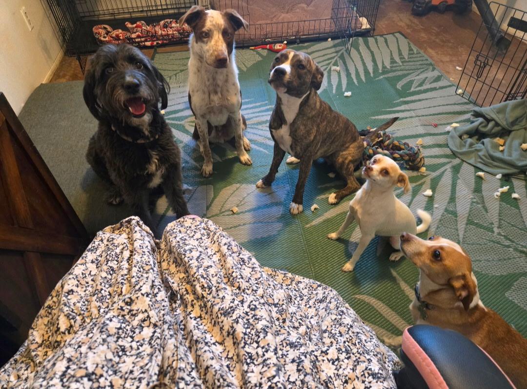 Enlarge Kaia, a ADOPTABLE mixed breed in Bakersfield , CA image 5/6