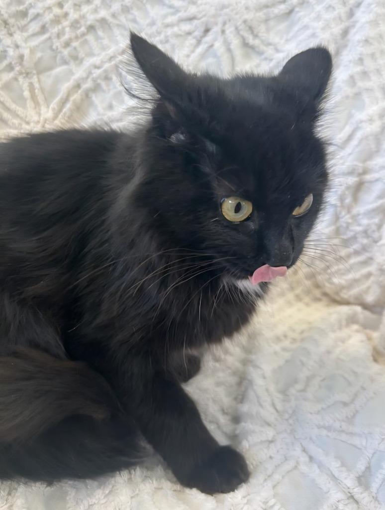 Kiwi, Adoptable, Young Female Domestic Short Hair.