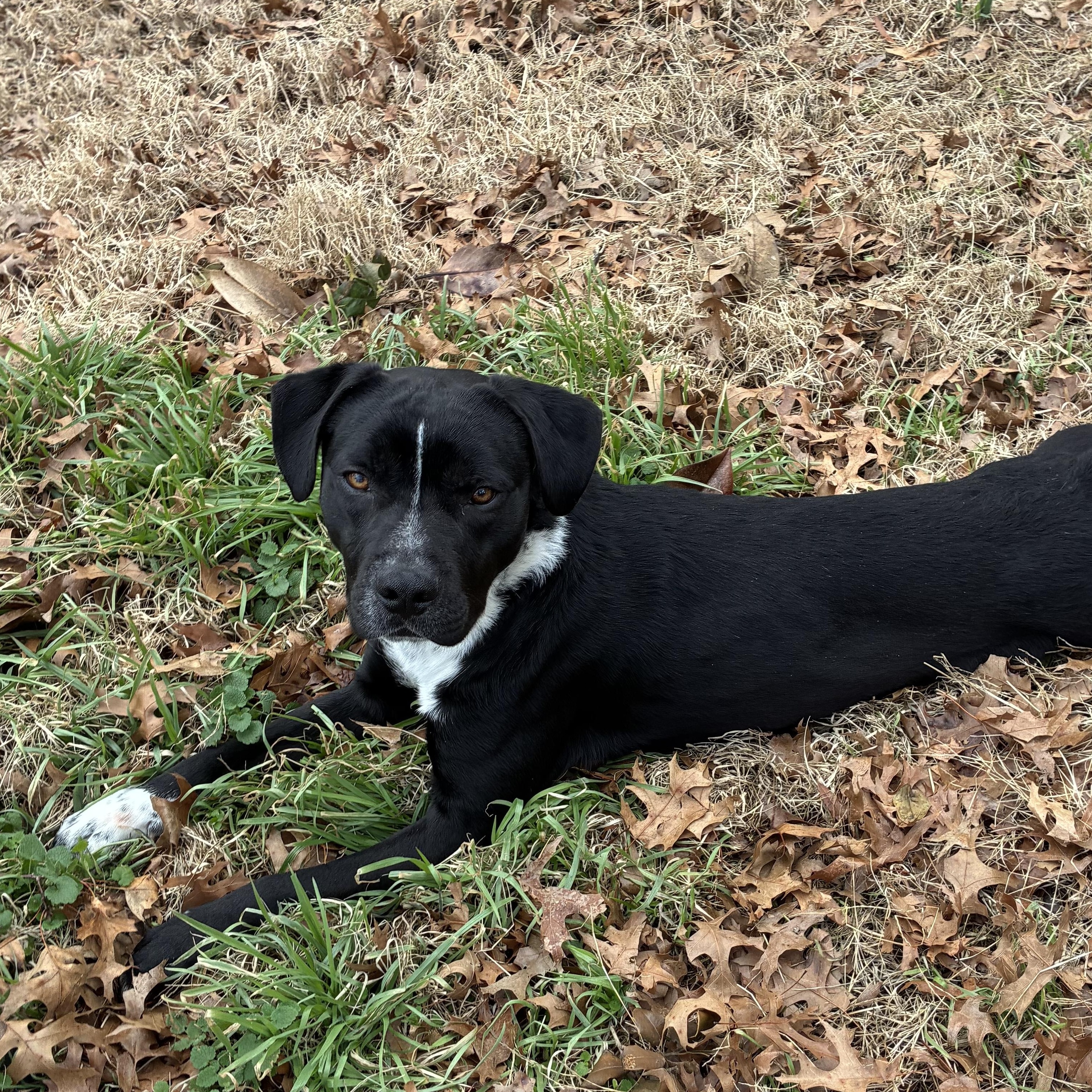 Enlarge Ringo, a ADOPTABLE mixed breed in Richmond, VA image 3/6