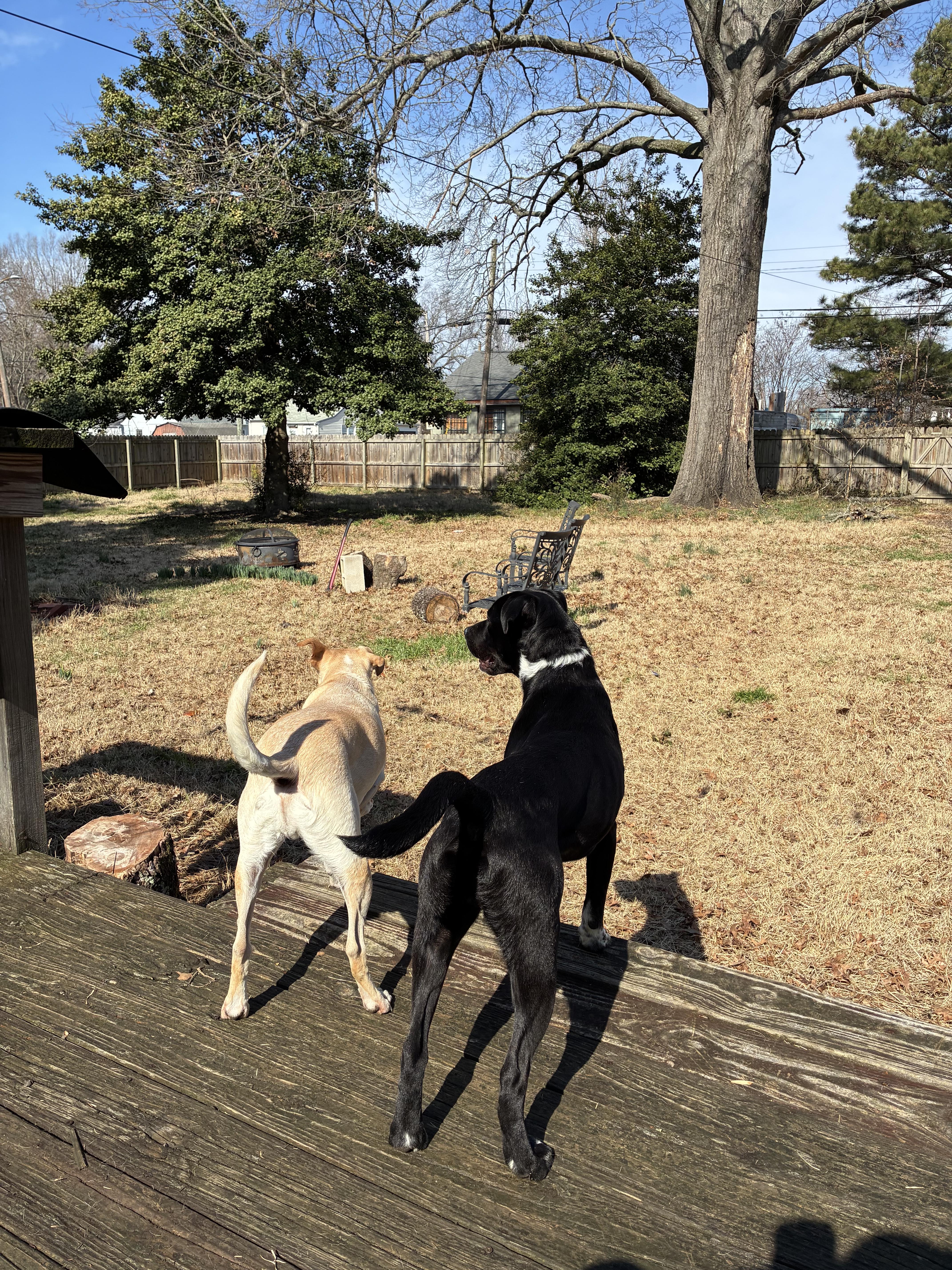 Enlarge Ringo, a ADOPTABLE mixed breed in Richmond, VA image 6/6