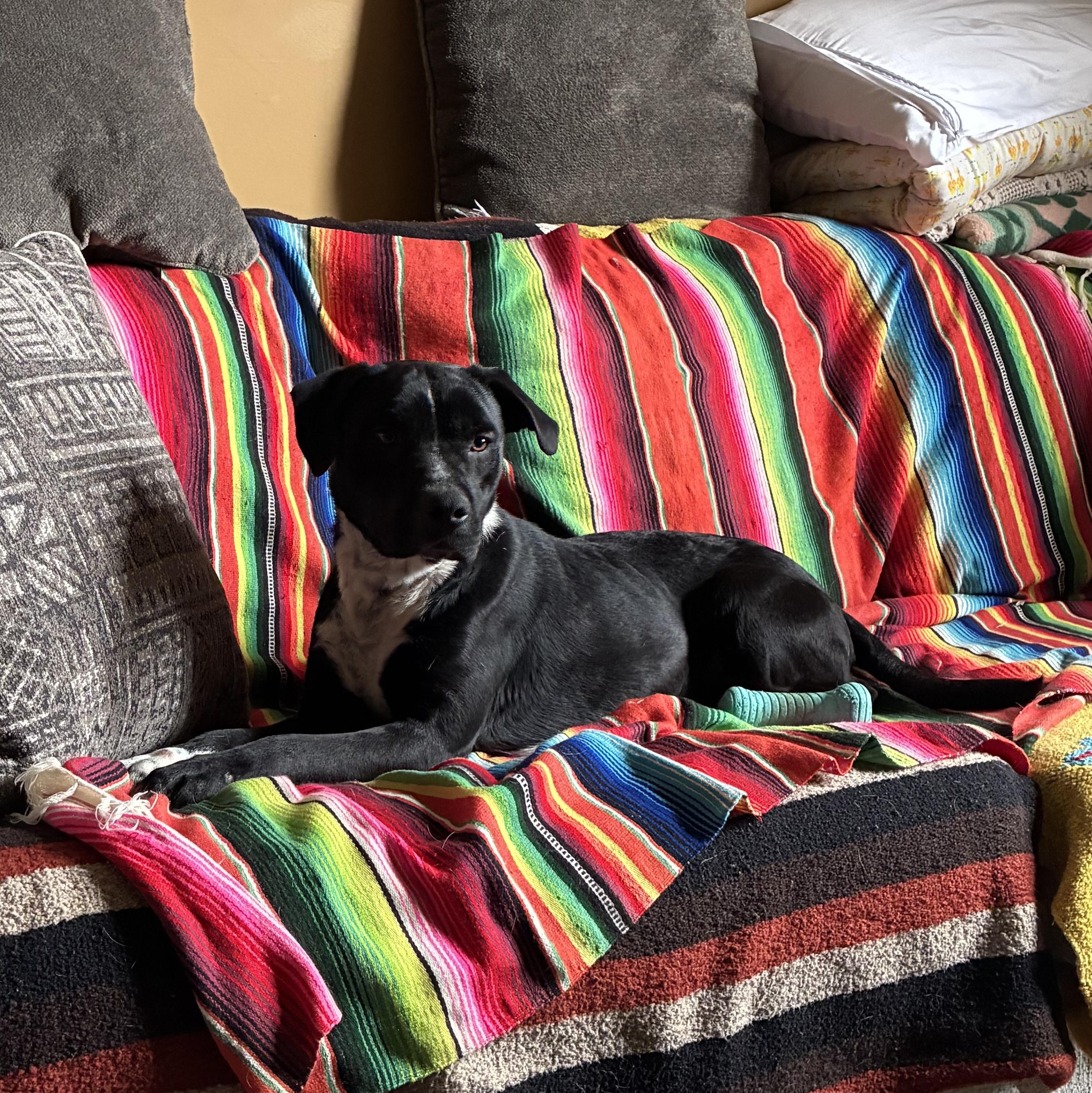 Enlarge Ringo, a ADOPTABLE mixed breed in Richmond, VA image 4/6