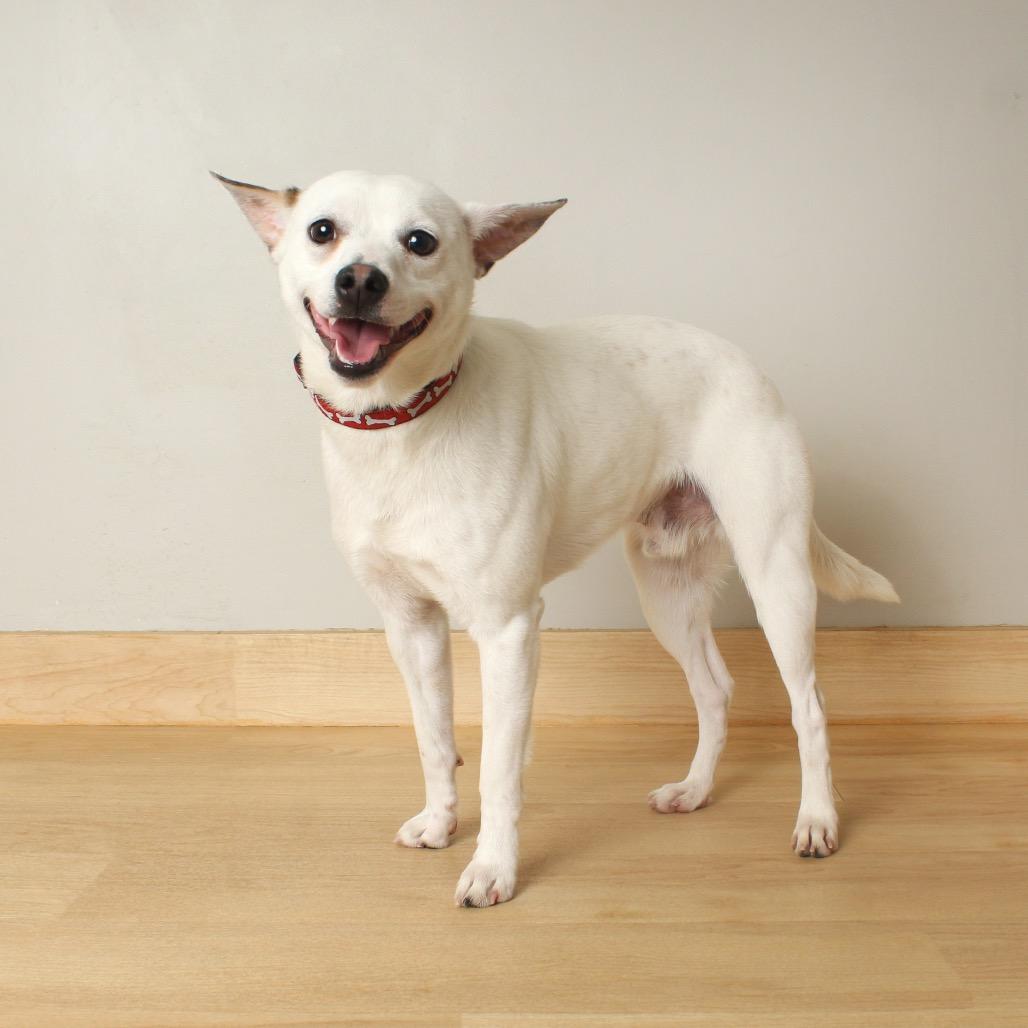 Neuf D67470, a Adoptable mixed breed in Minnetonka, MN image 1/6