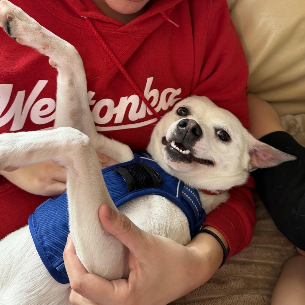 Neuf D67470, a Adoptable mixed breed in Minnetonka, MN image 2/6