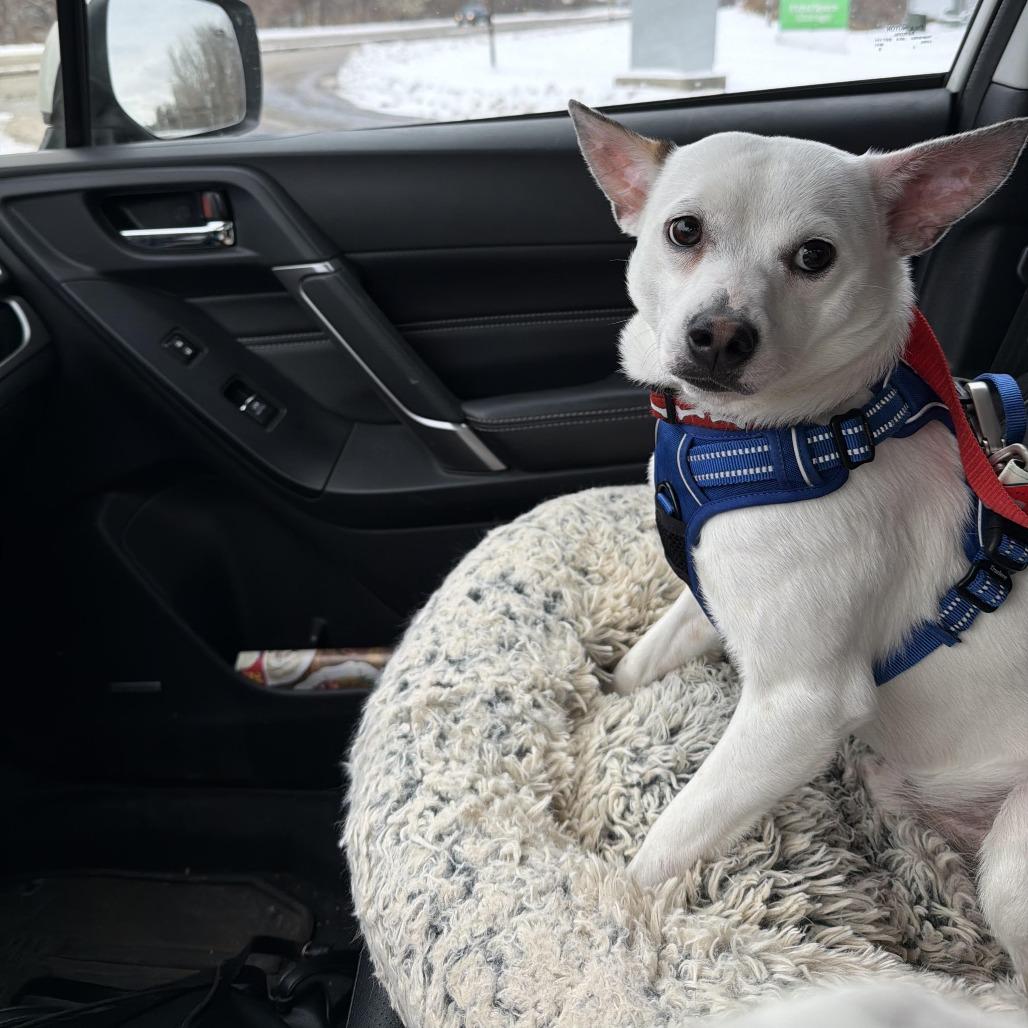 Neuf D67470, a Adoptable mixed breed in Minnetonka, MN image 4/6