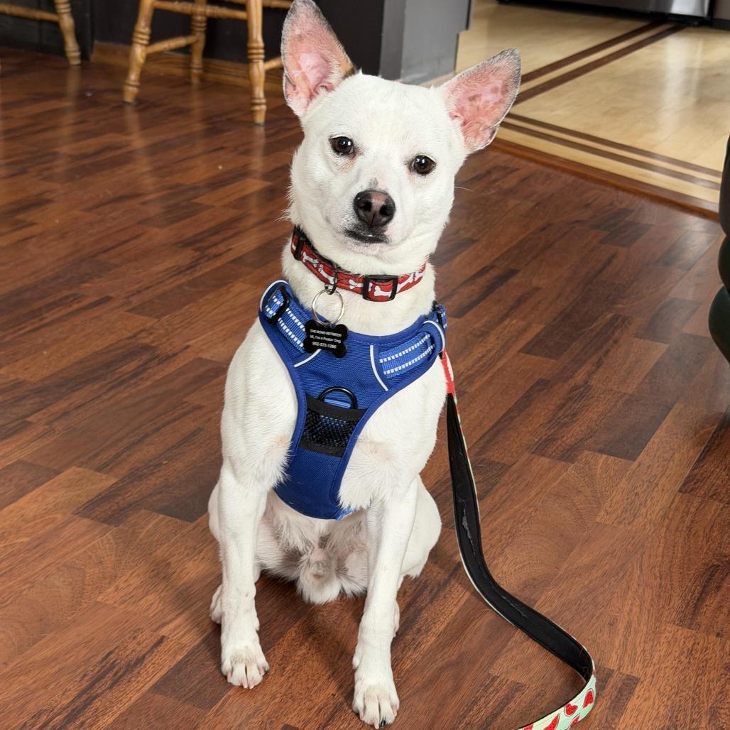 Neuf D67470, a Adoptable mixed breed in Minnetonka, MN image 5/6