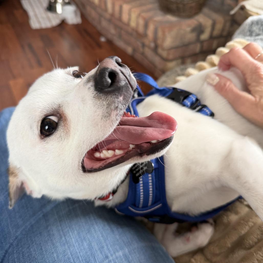 Neuf D67470, a Adoptable mixed breed in Minnetonka, MN image 6/6