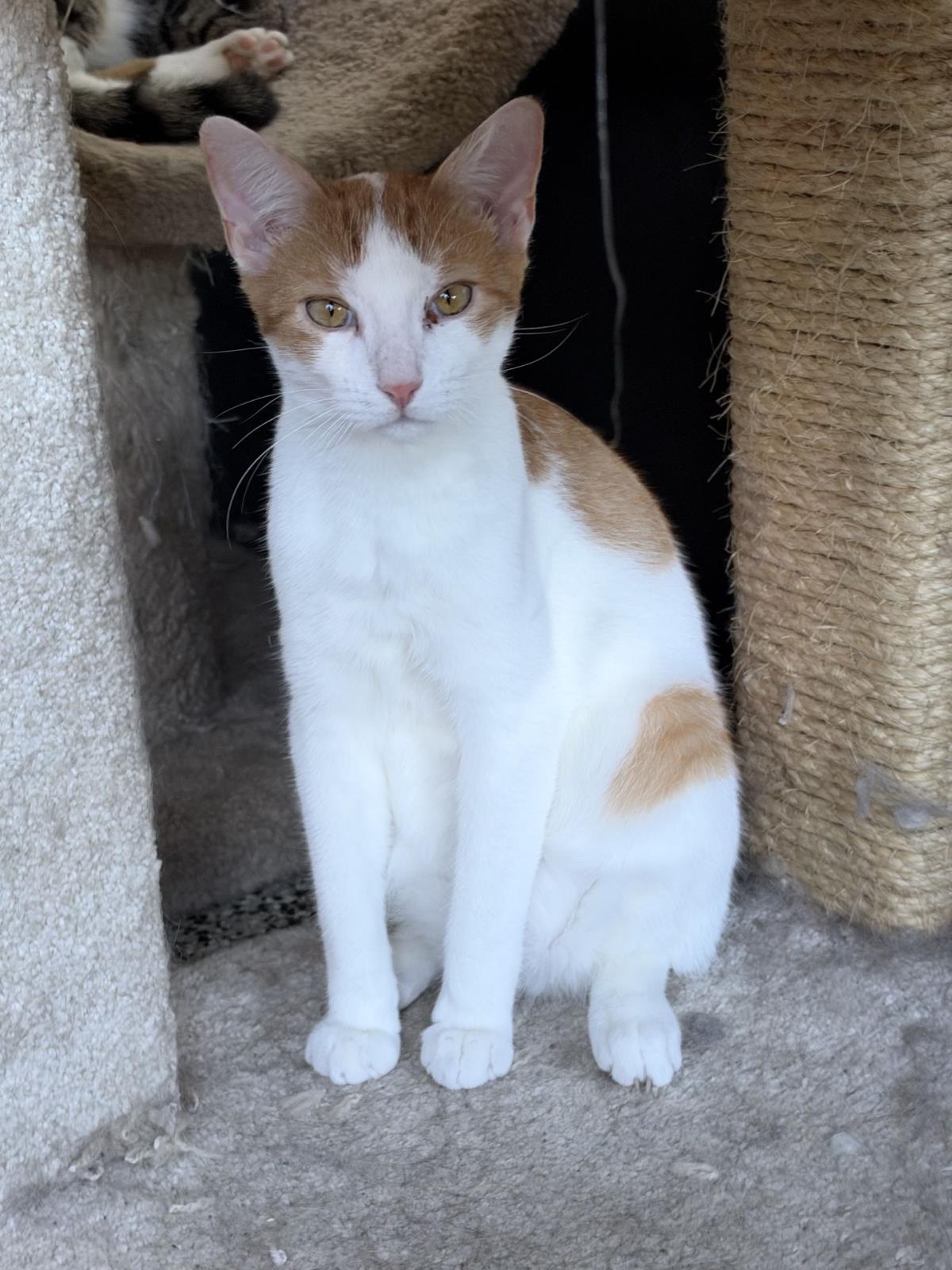 Enlarge Milo, a Adoptable mixed breed in St. Augustine, FL image 1/3