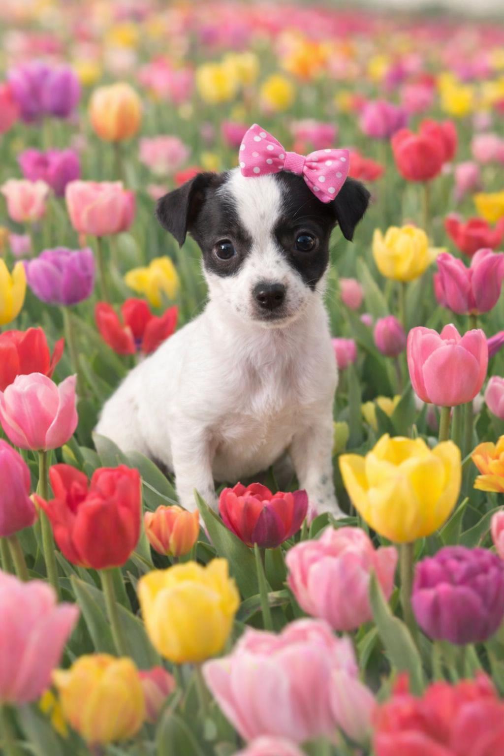Bessie von Holstein, ADOPTABLE, Puppy Female Chihuahua.