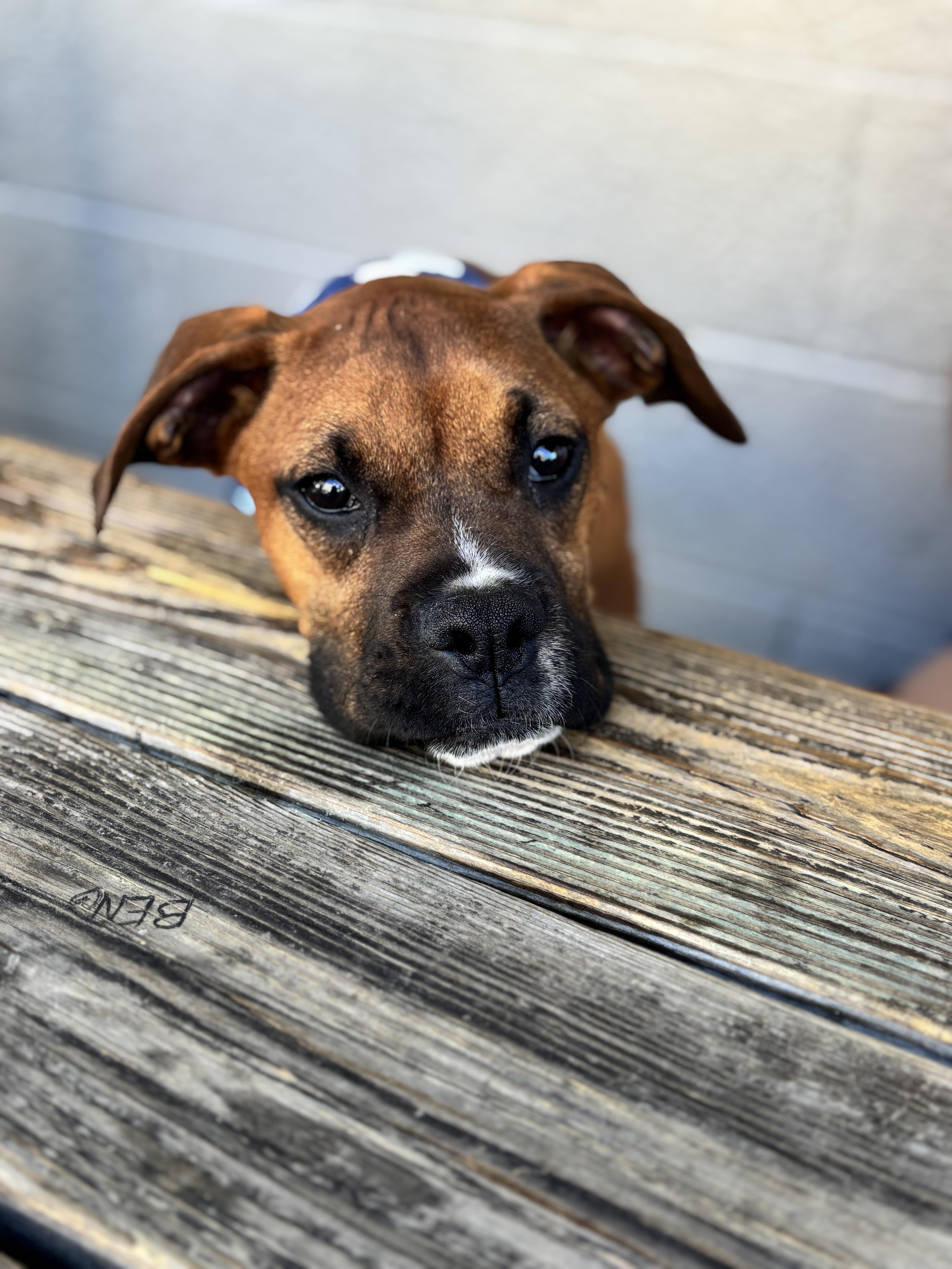 Enlarge Peter, a Adoptable Boxer in Richmond, VA image 4/6