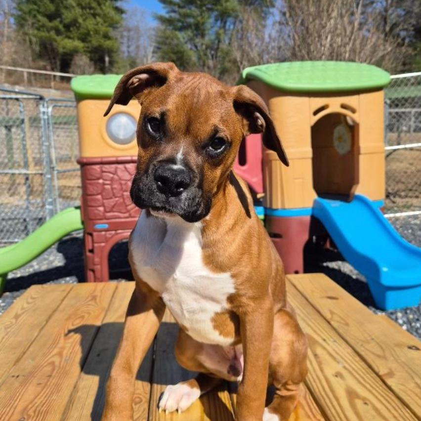 Enlarge Peter, a Adoptable Boxer in Richmond, VA image 3/6