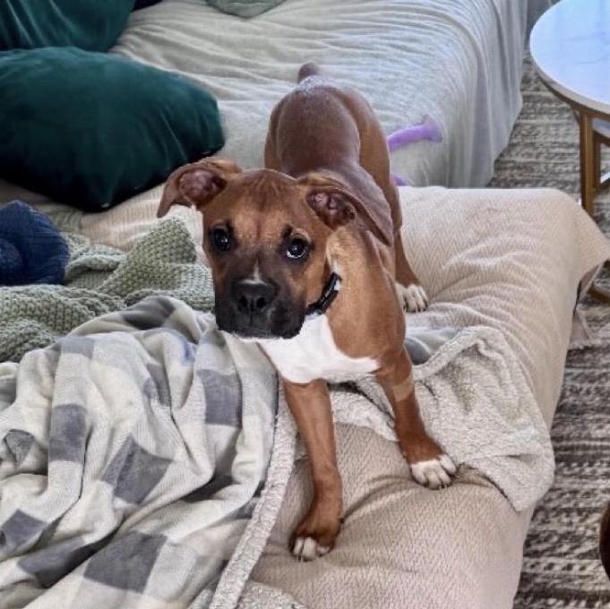 Enlarge Peter, a Adoptable Boxer in Richmond, VA image 6/6