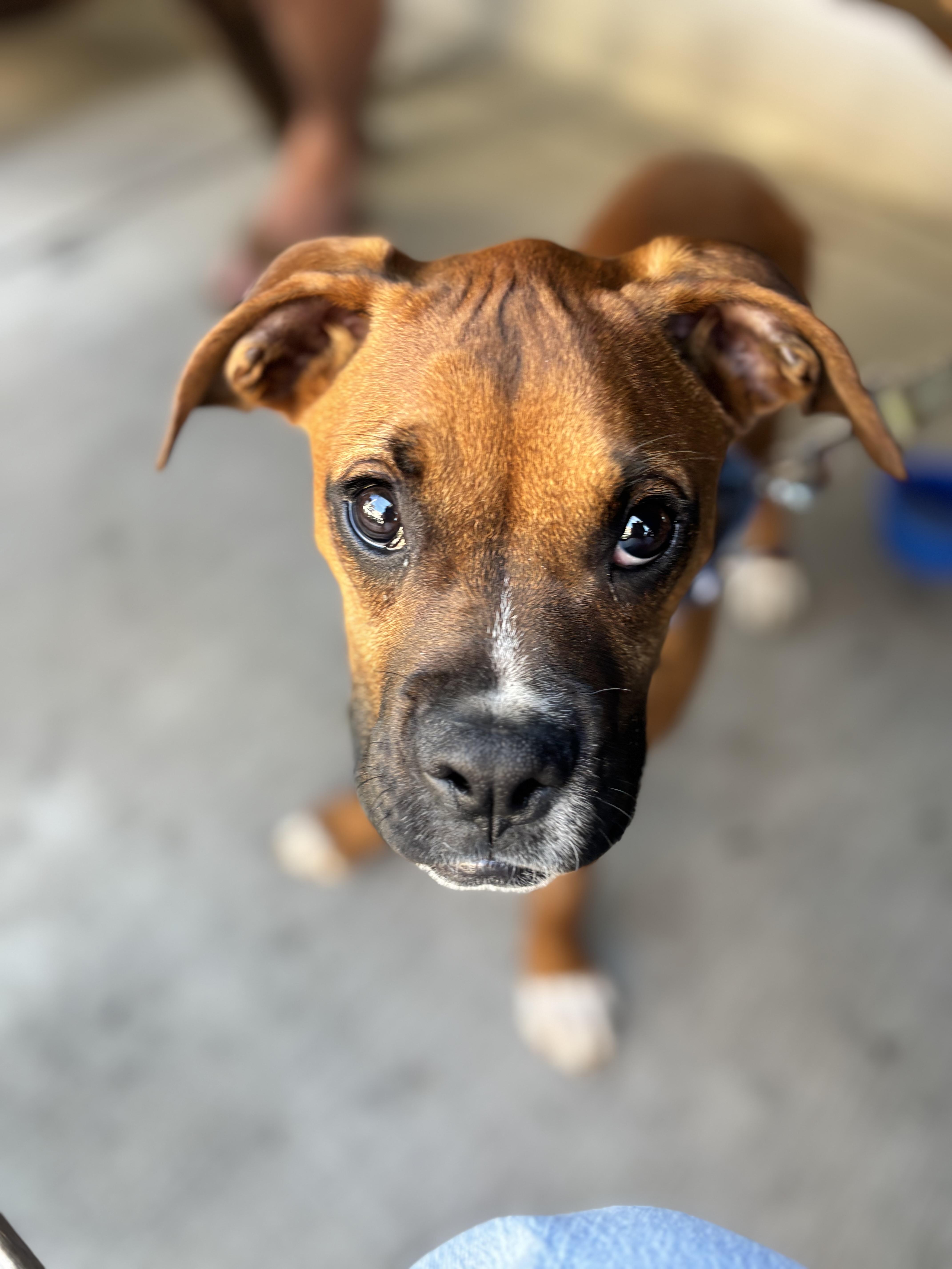 Peter, Adoptable, Puppy Male Boxer.