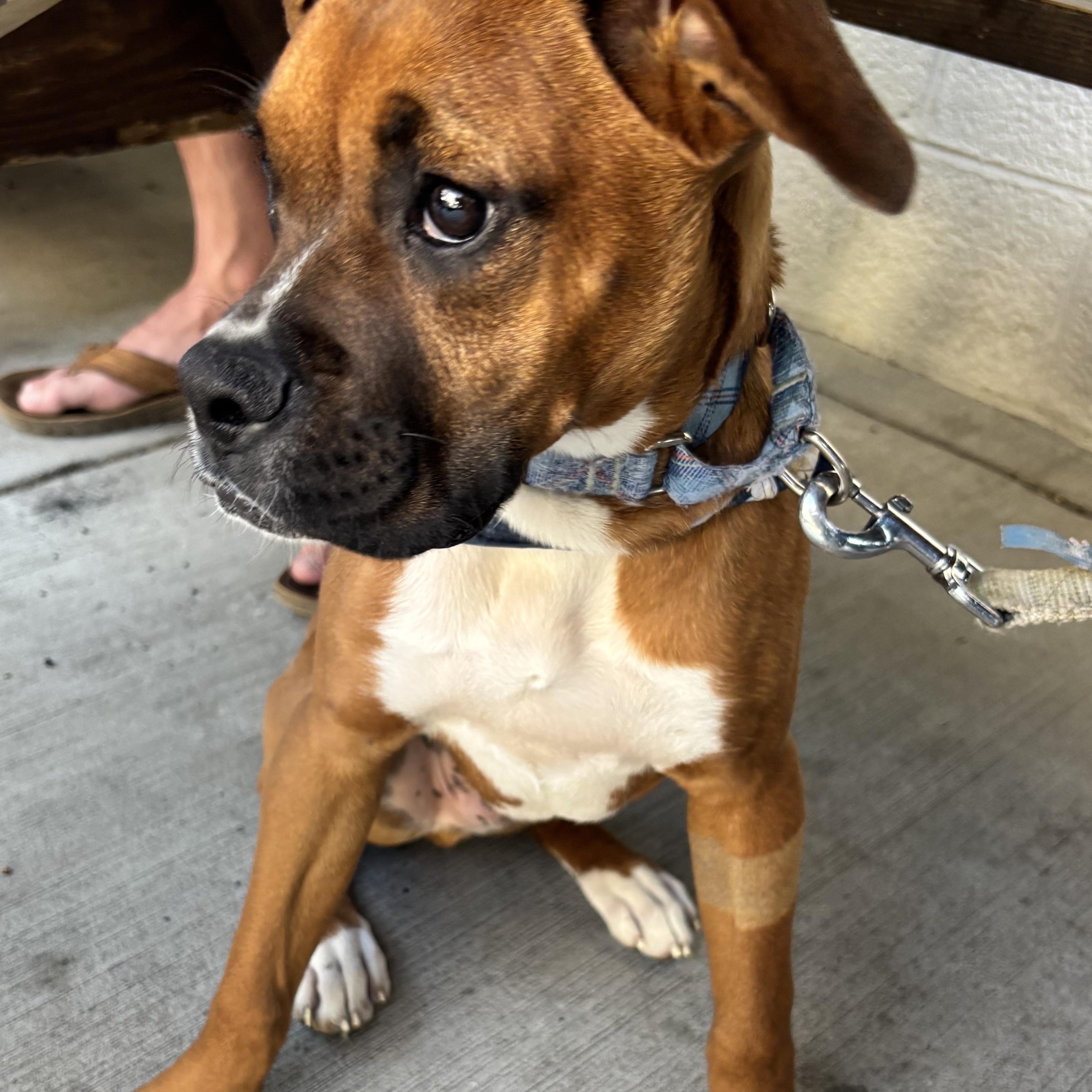 Enlarge Peter, a Adoptable Boxer in Richmond, VA image 5/6