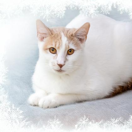 Tony, Adoptable, Kitten Male Domestic Short Hair & Domestic Short Hair.