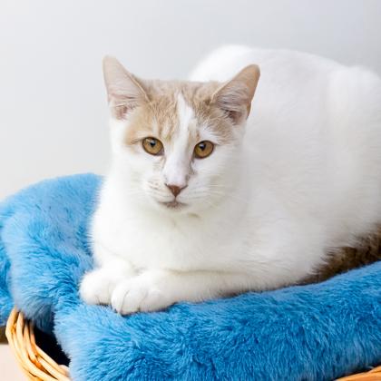 Tony, Adoptable, Kitten Male Domestic Short Hair & Domestic Short Hair.
