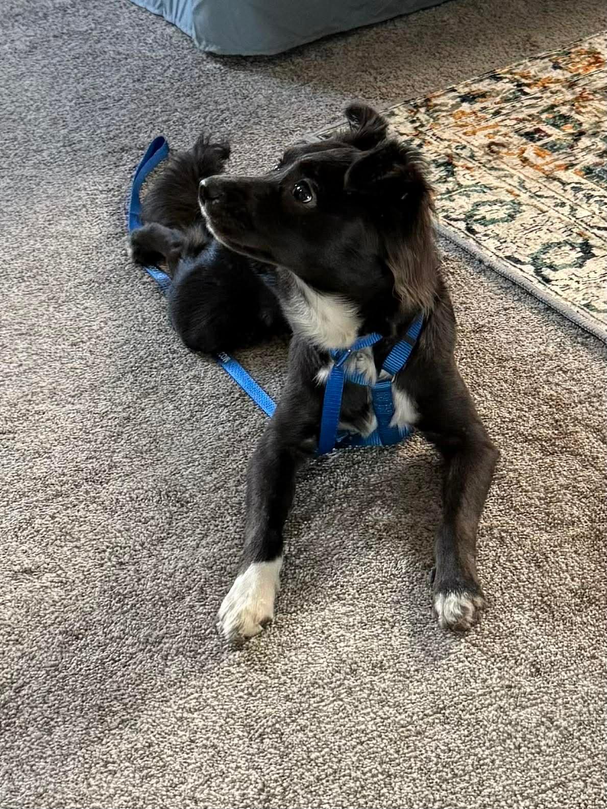 Enlarge Maggie, an adopted mixed breed in Tampa, FL image 5/5