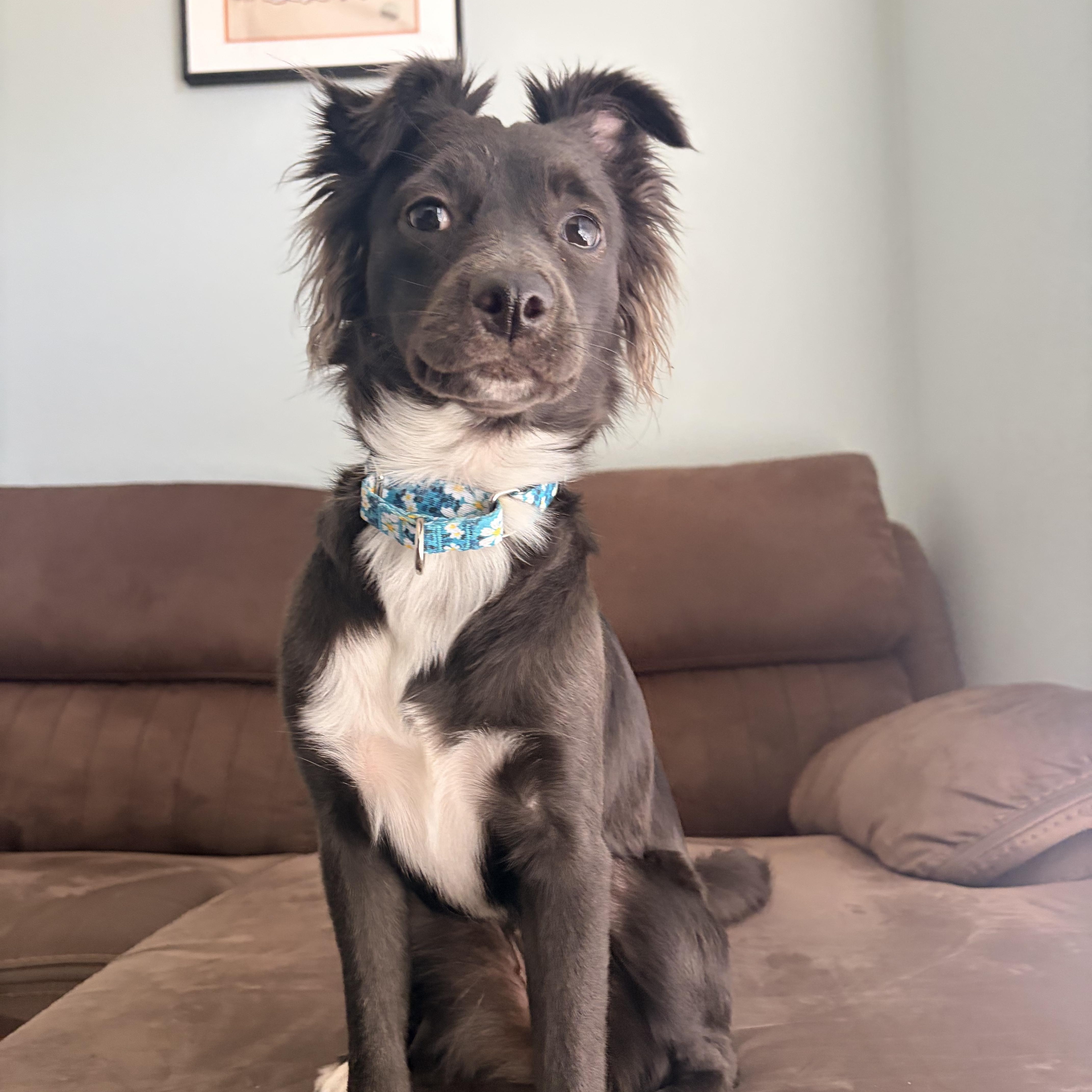 Enlarge Maggie, an adopted mixed breed in Tampa, FL image 1/5