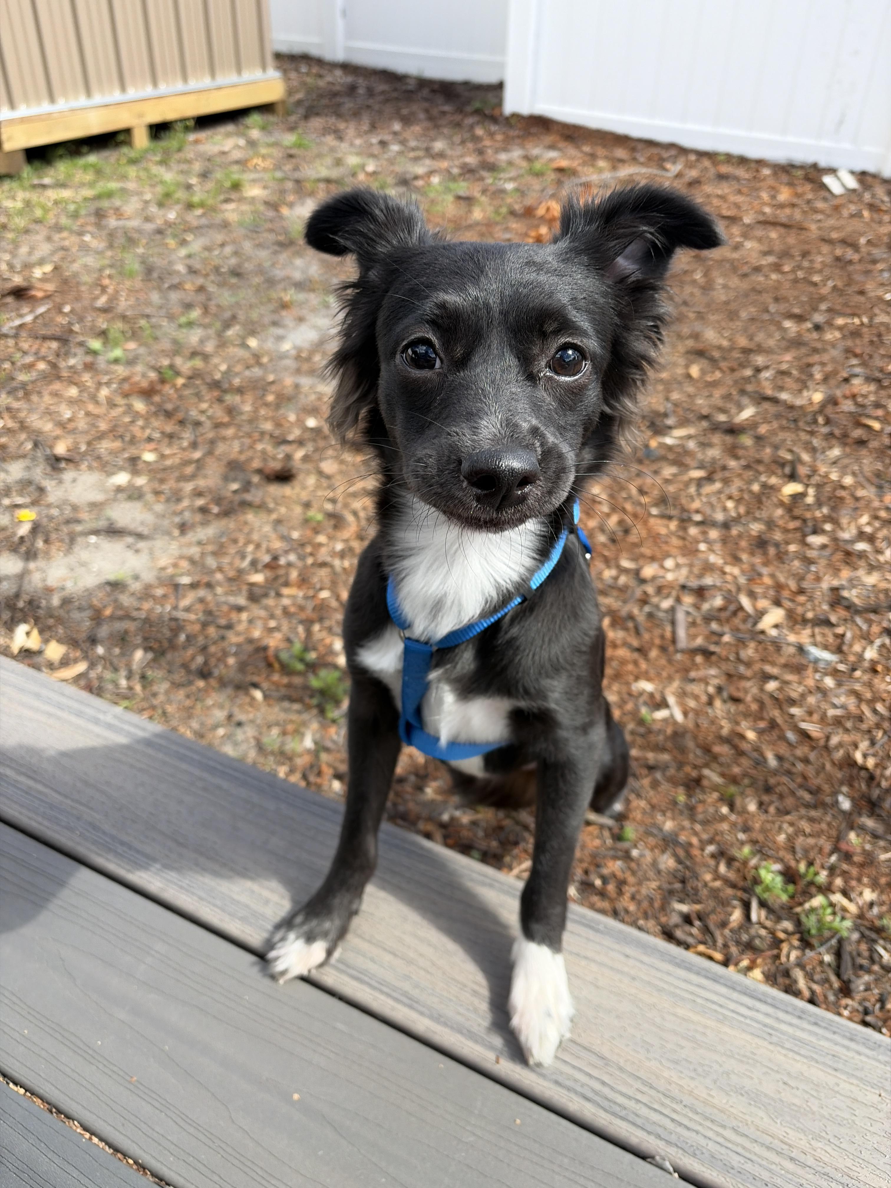 Enlarge Maggie, an adopted mixed breed in Tampa, FL image 4/5