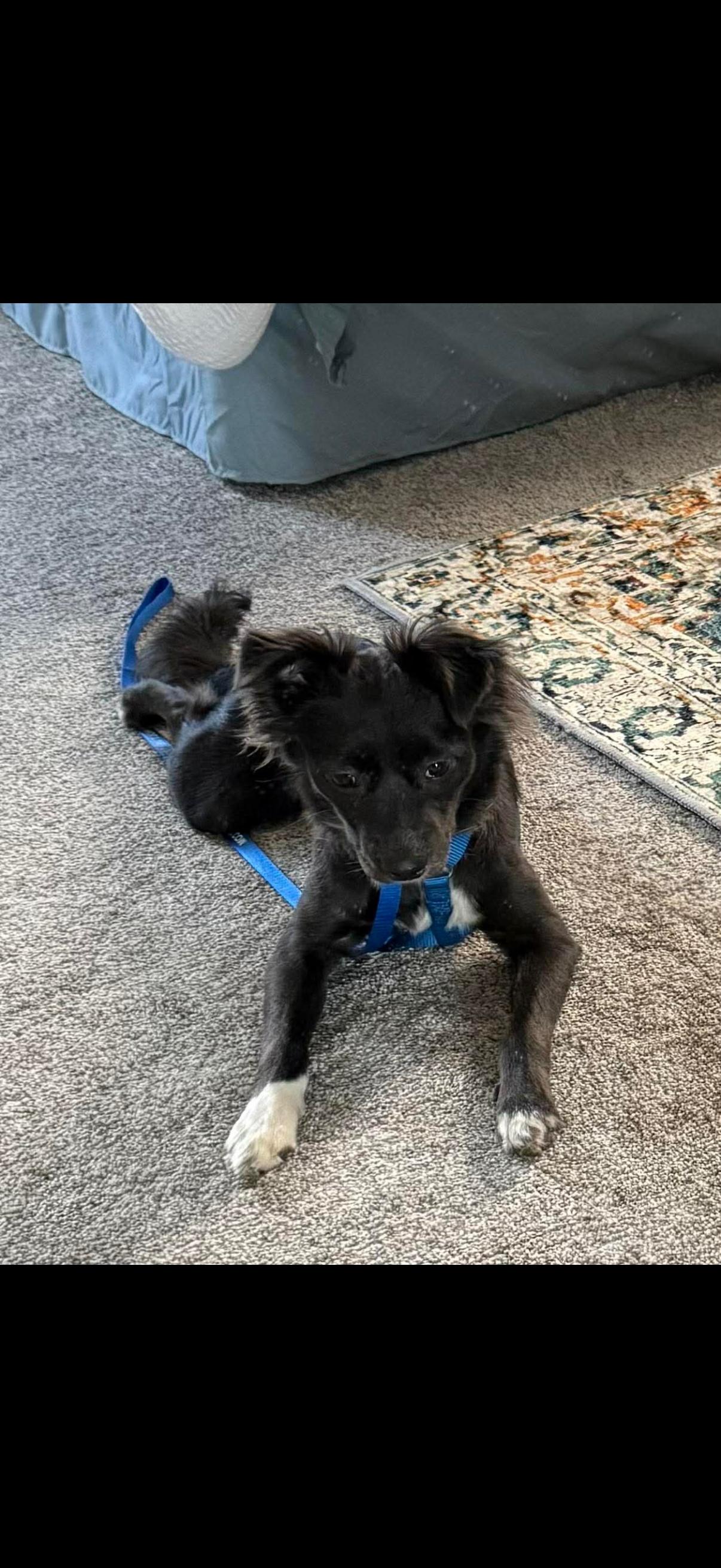 Enlarge Maggie, an adopted mixed breed in Tampa, FL image 3/5