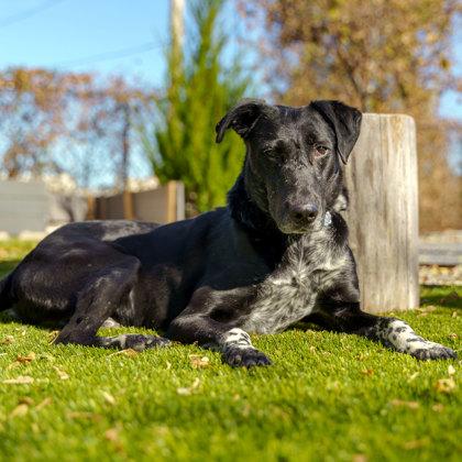 Baxter, a Adoptable mixed breed in Atlanta, GA image 1/3
