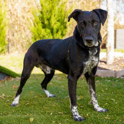 Baxter, a Adoptable mixed breed in Atlanta, GA image 2/3