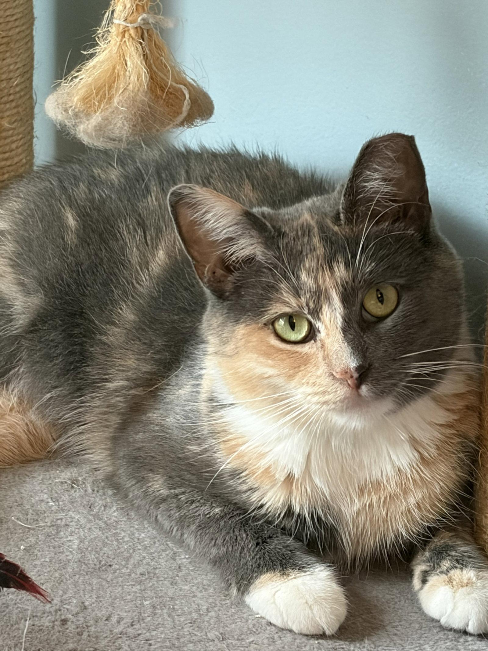Lady Marmalade (Admiral Apricott), Adoptable, Adult Female Domestic Short Hair.