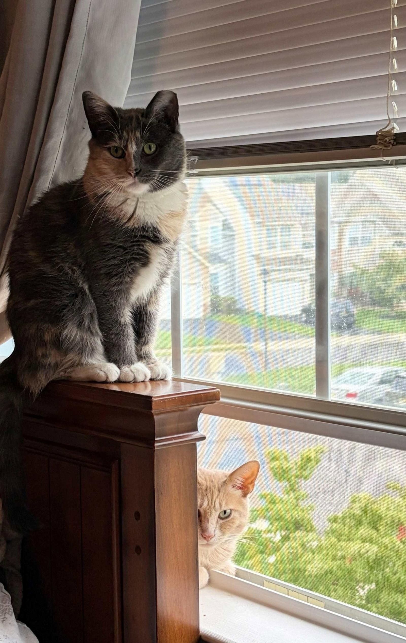 Lady Marmalade (Admiral Apricott), a Adoptable Domestic Short Hair in Trenton, NJ image 2/3