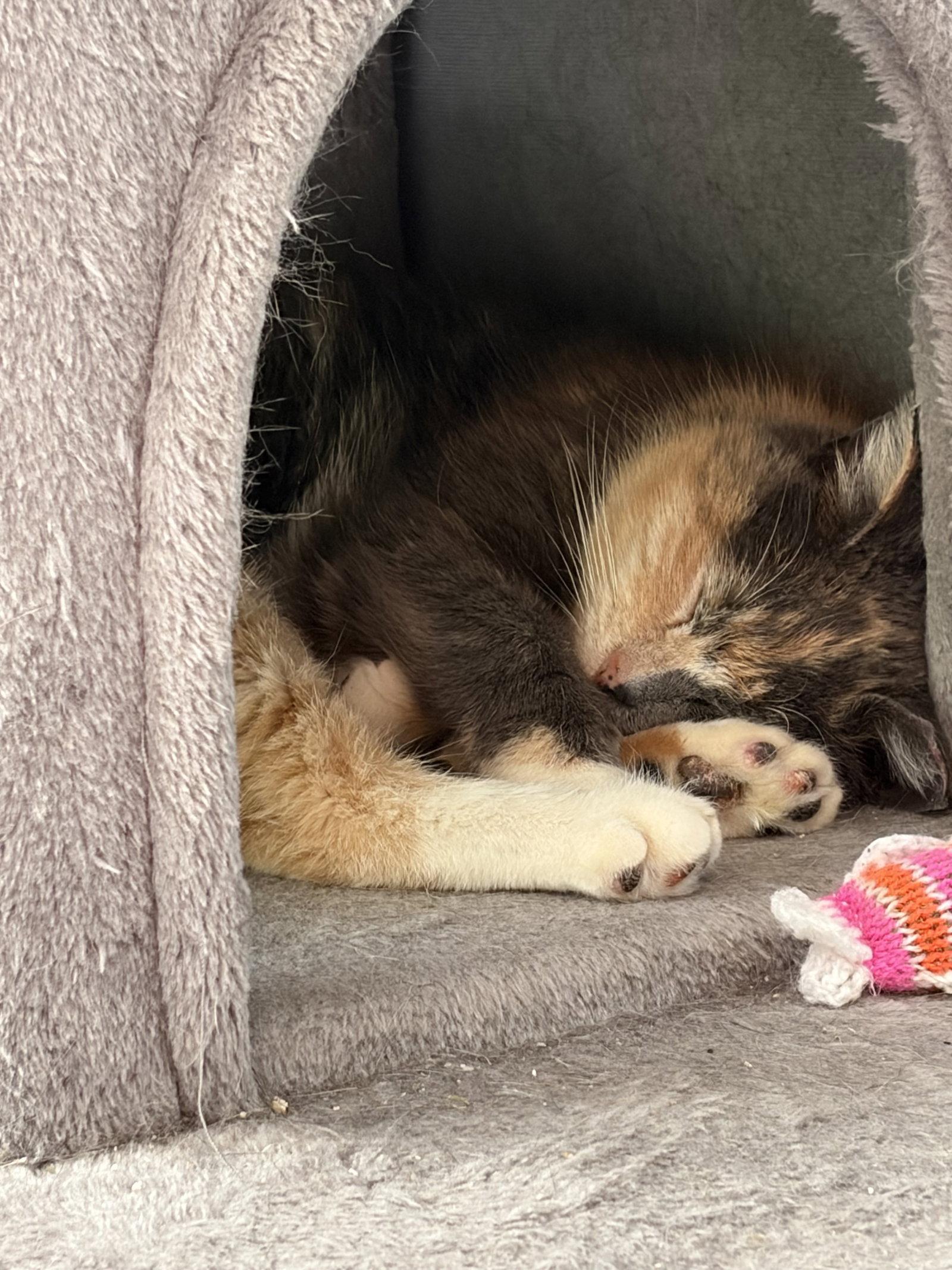 Lady Marmalade (Admiral Apricott), a Adoptable Domestic Short Hair in Trenton, NJ image 1/3
