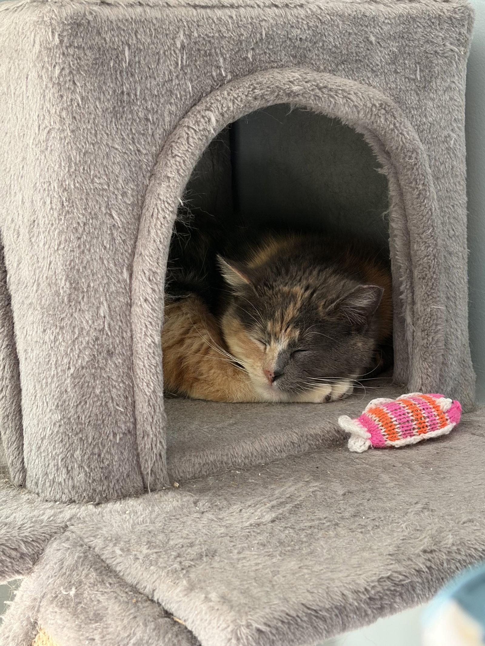 Lady Marmalade (Admiral Apricott), a Adoptable Domestic Short Hair in Trenton, NJ image 2/3