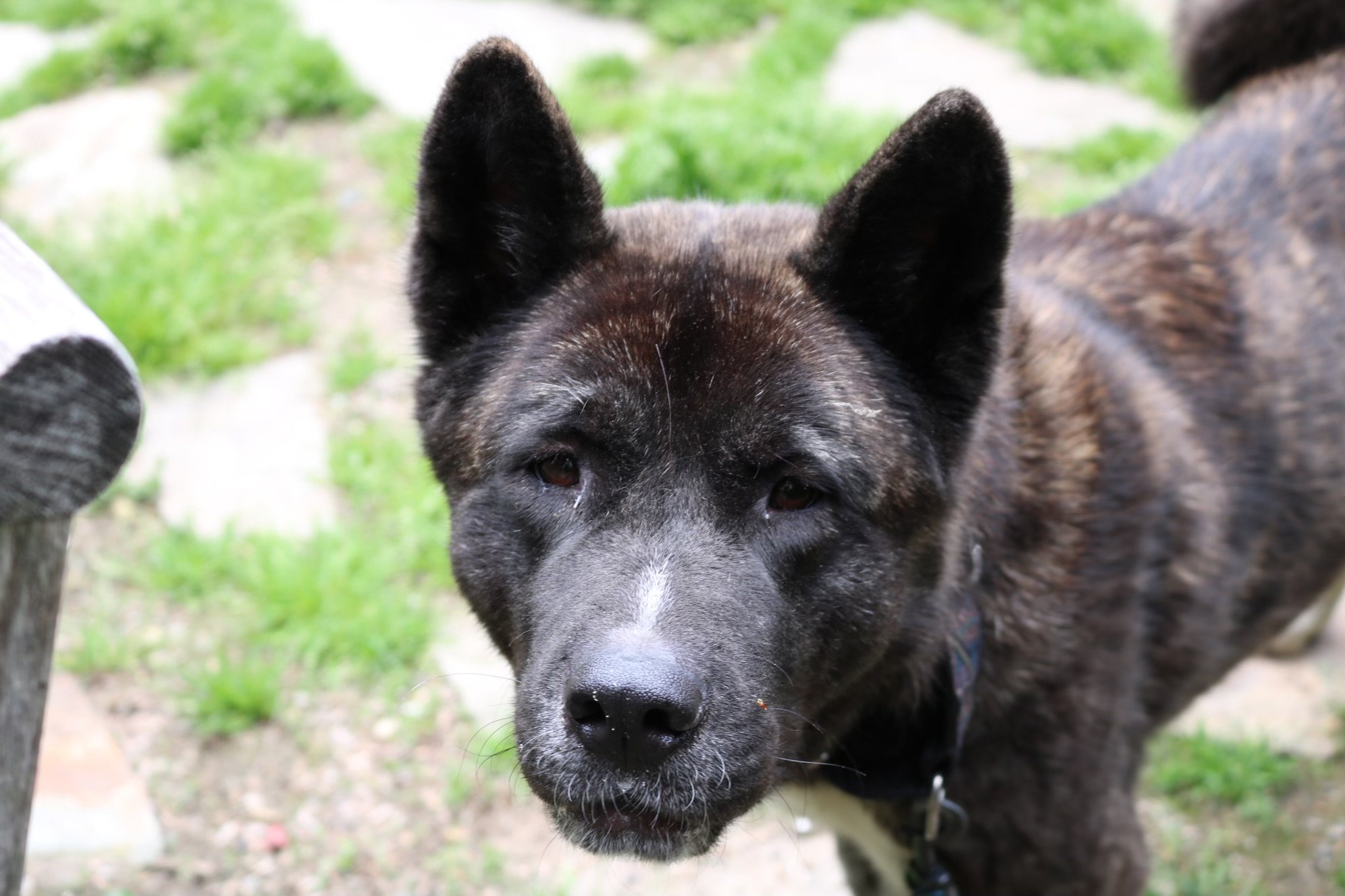 Asia, a Adoptable mixed breed in Bedford, NY image 2/3