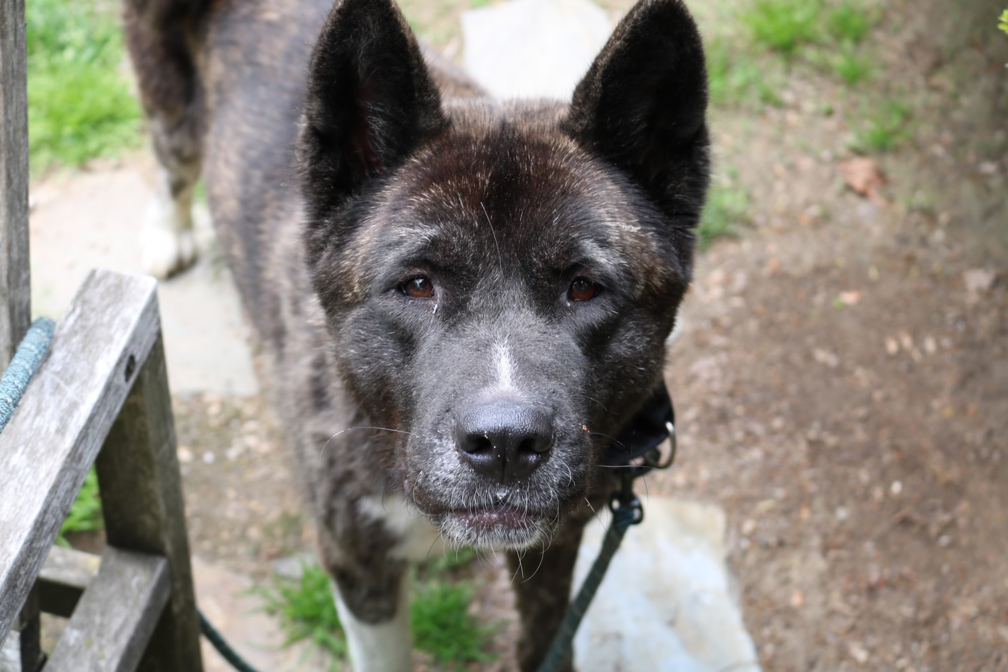 Asia, a Adoptable mixed breed in Bedford, NY image 1/3