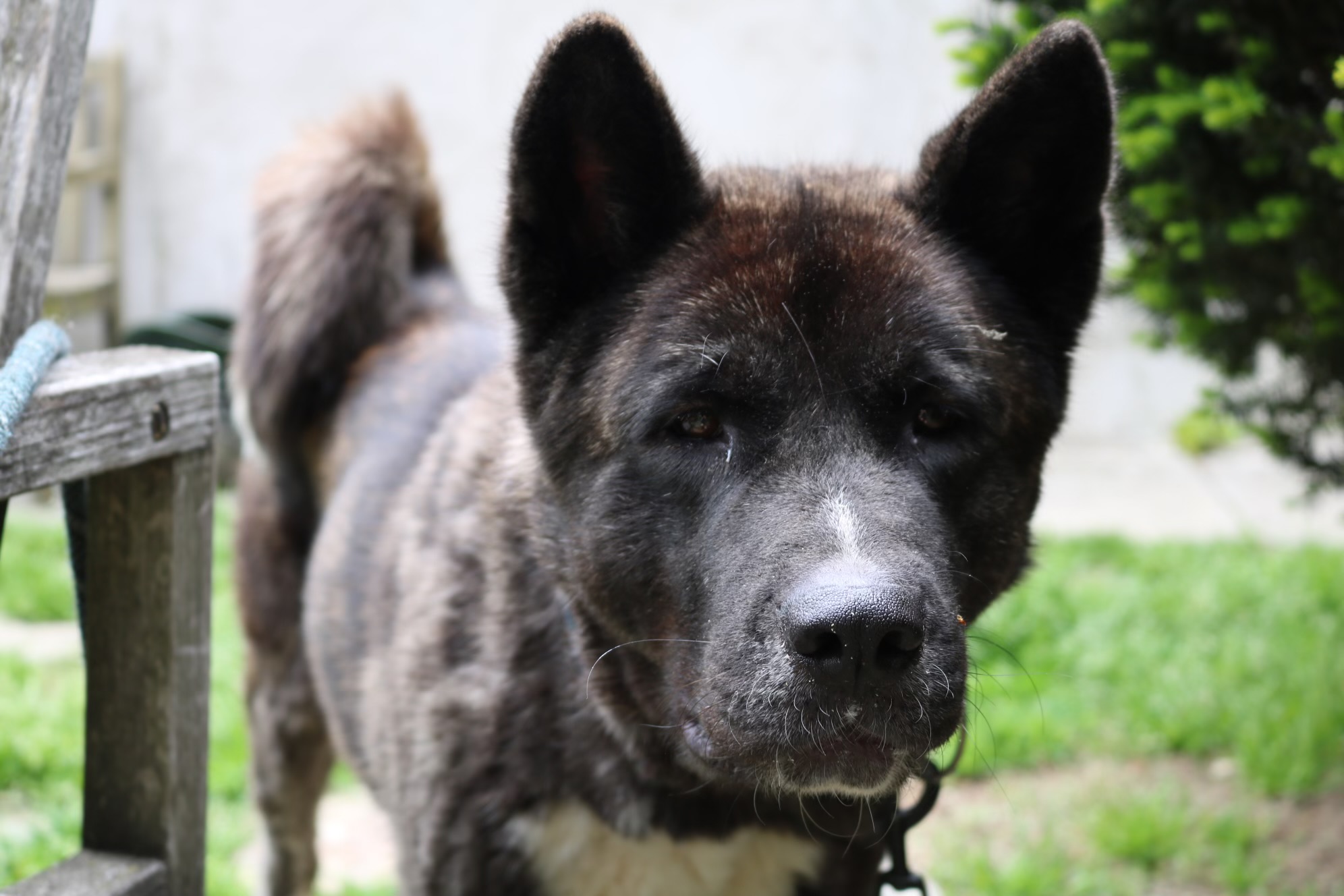 Asia, a Adoptable mixed breed in Bedford, NY image 3/3