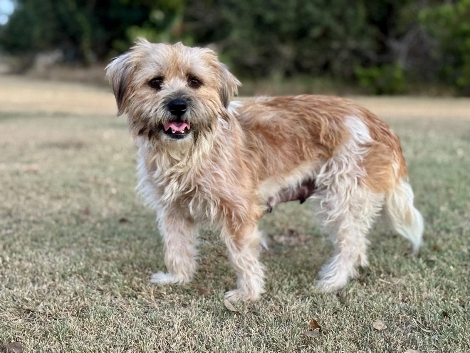 Enlarge Marin, a Adoptable Terrier in Helotes, TX image 1/3