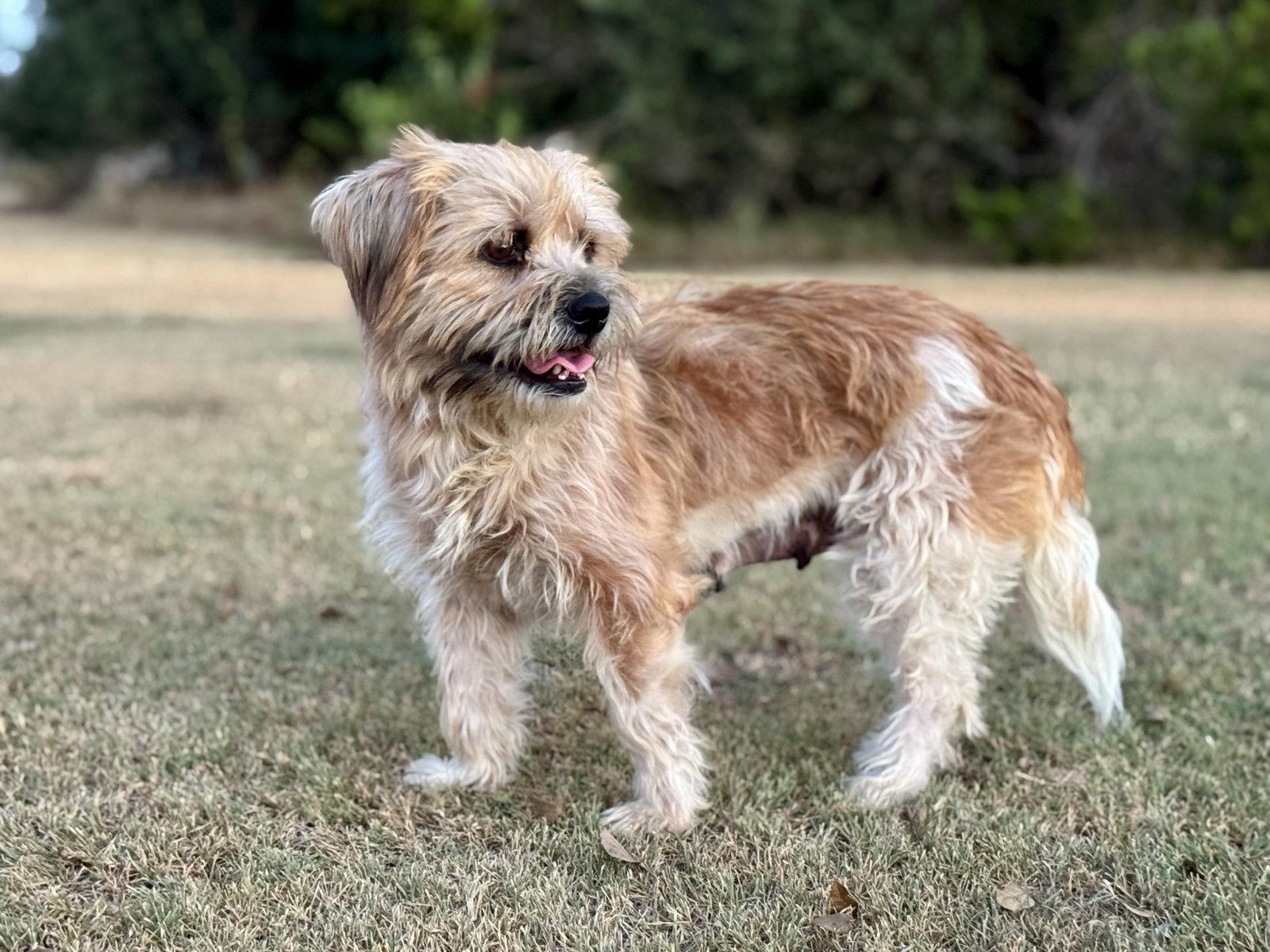 Enlarge Marin, a Adoptable Terrier in Helotes, TX image 2/3