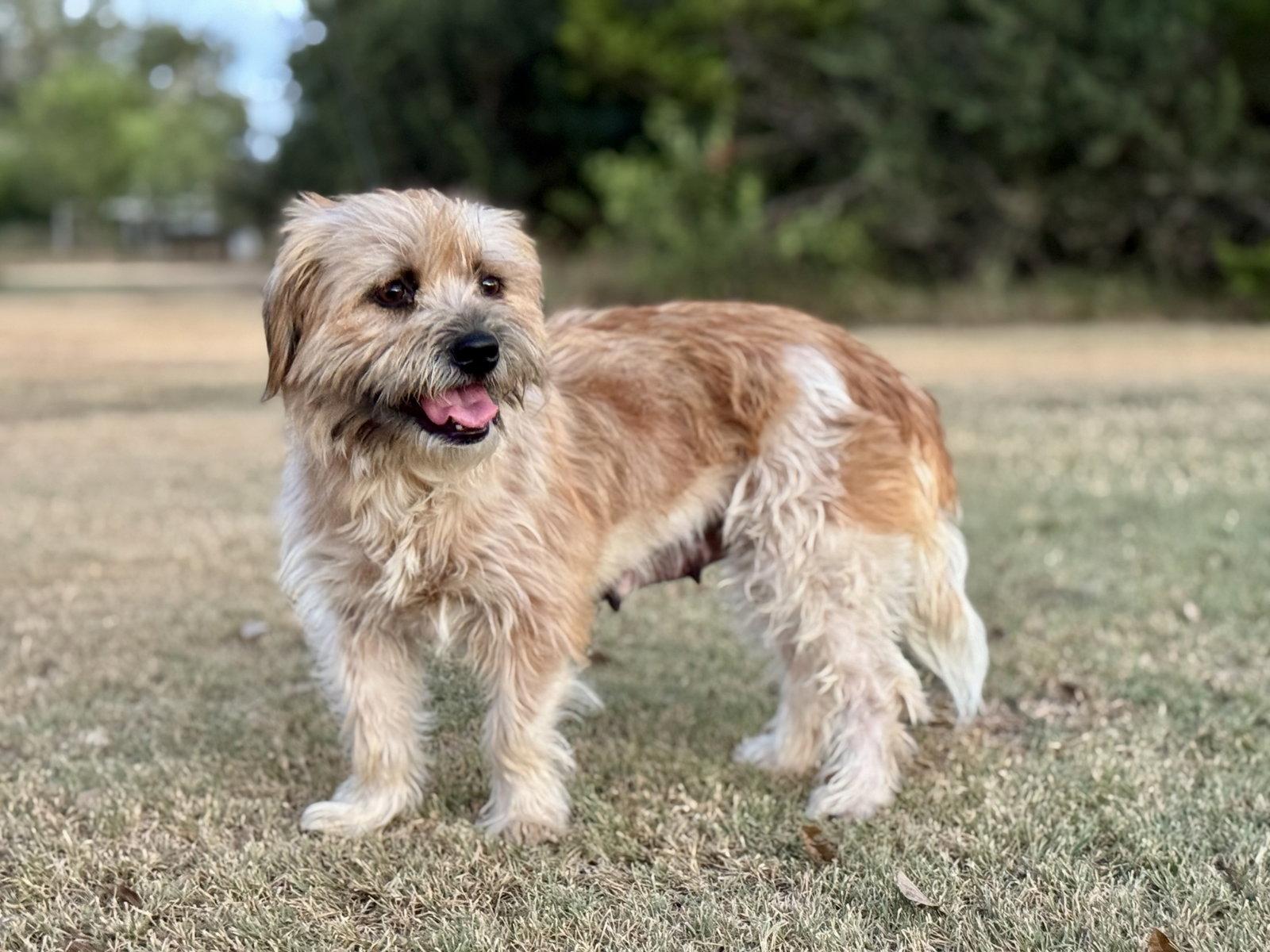 Enlarge Marin, a Adoptable Terrier in Helotes, TX image 3/3