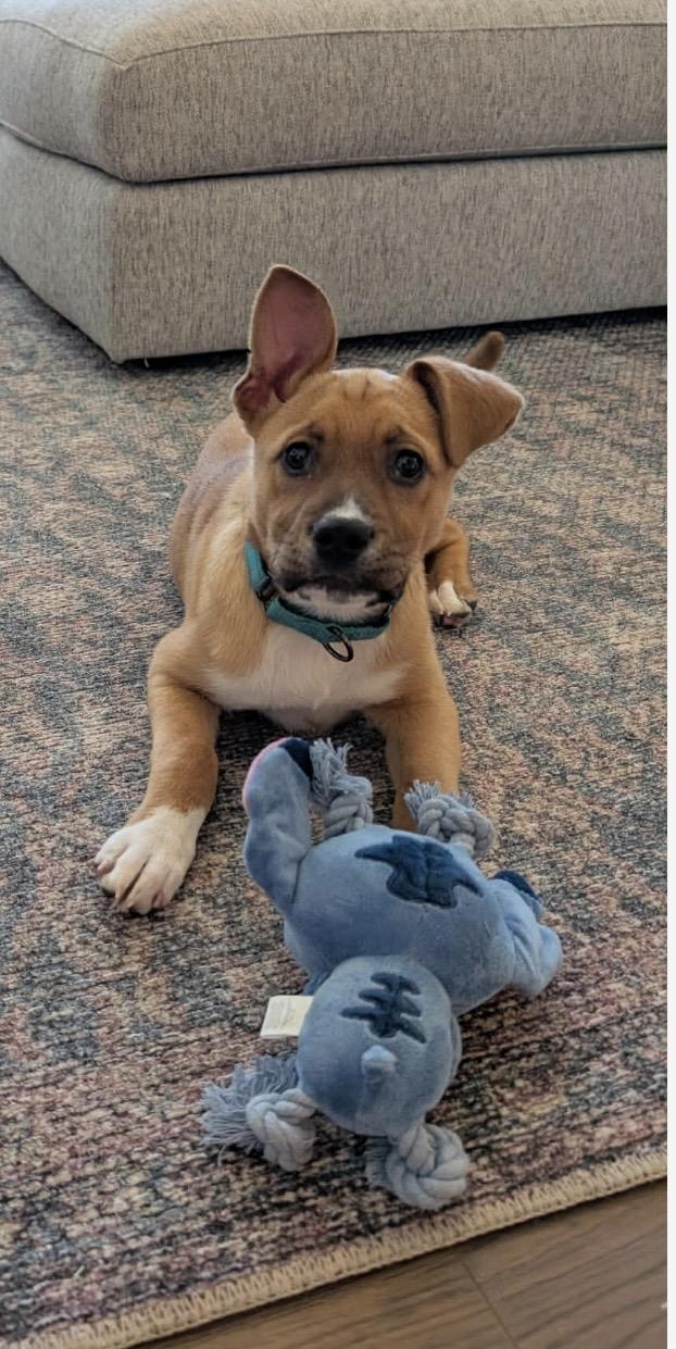 Enlarge Prancer, an adopted mixed breed in Kannapolis, NC image 4/4