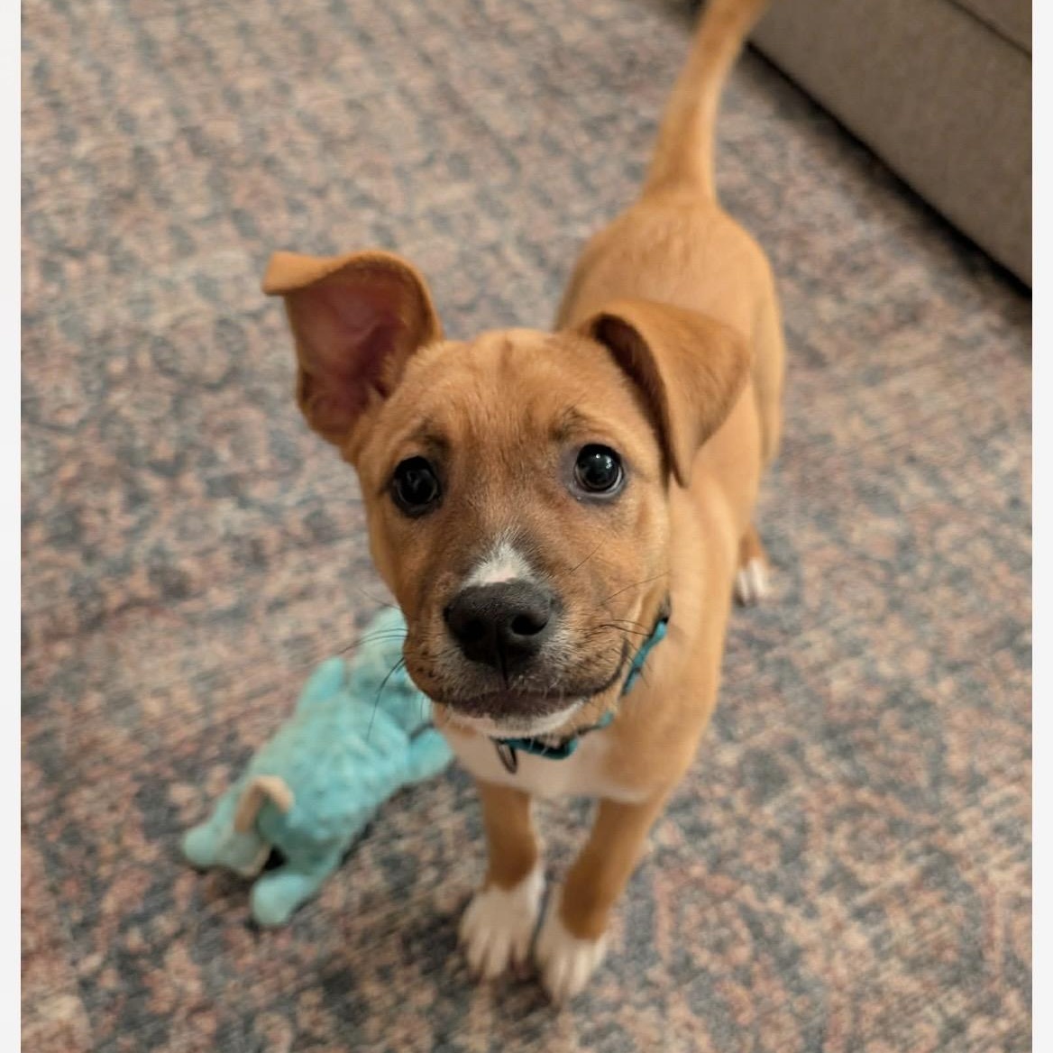 Enlarge Prancer, an adopted mixed breed in Kannapolis, NC image 2/4