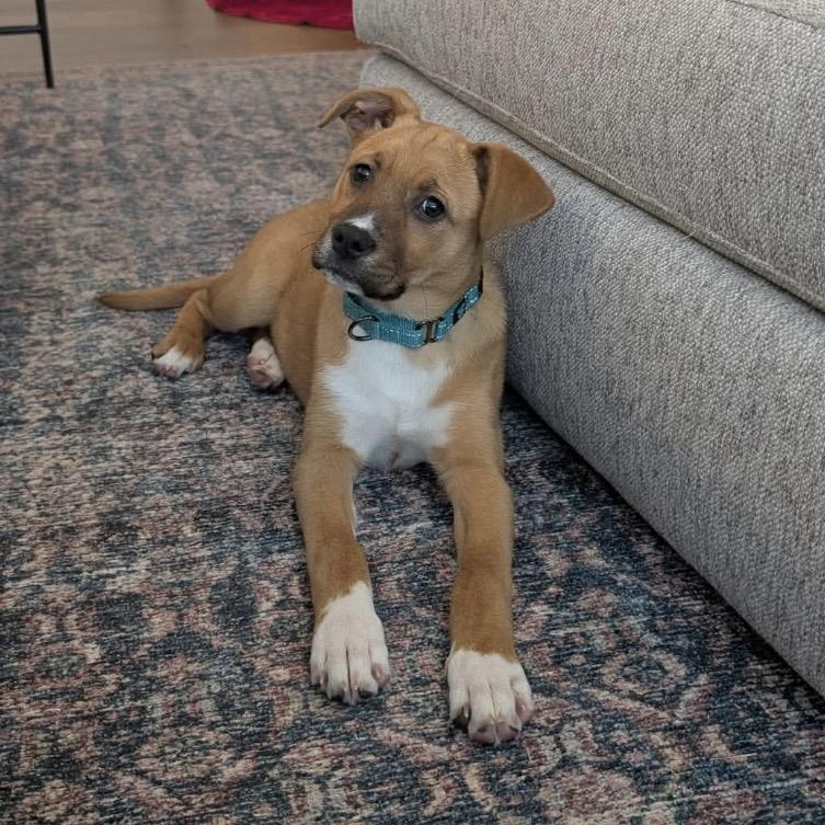 Enlarge Prancer, an adopted mixed breed in Kannapolis, NC image 1/4