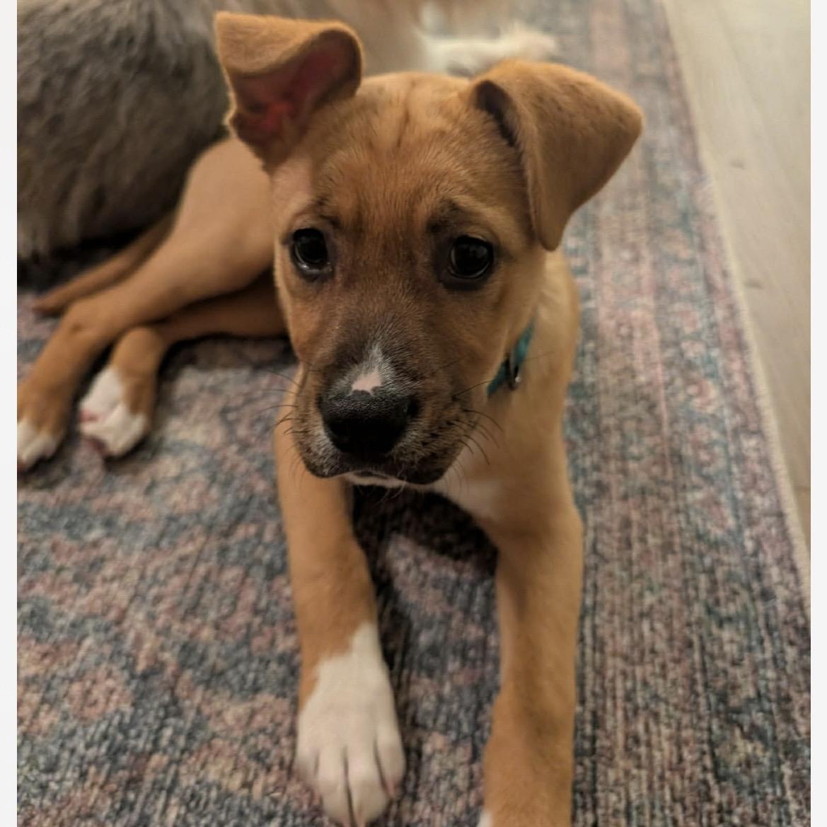 Enlarge Prancer, an adopted mixed breed in Kannapolis, NC image 3/4