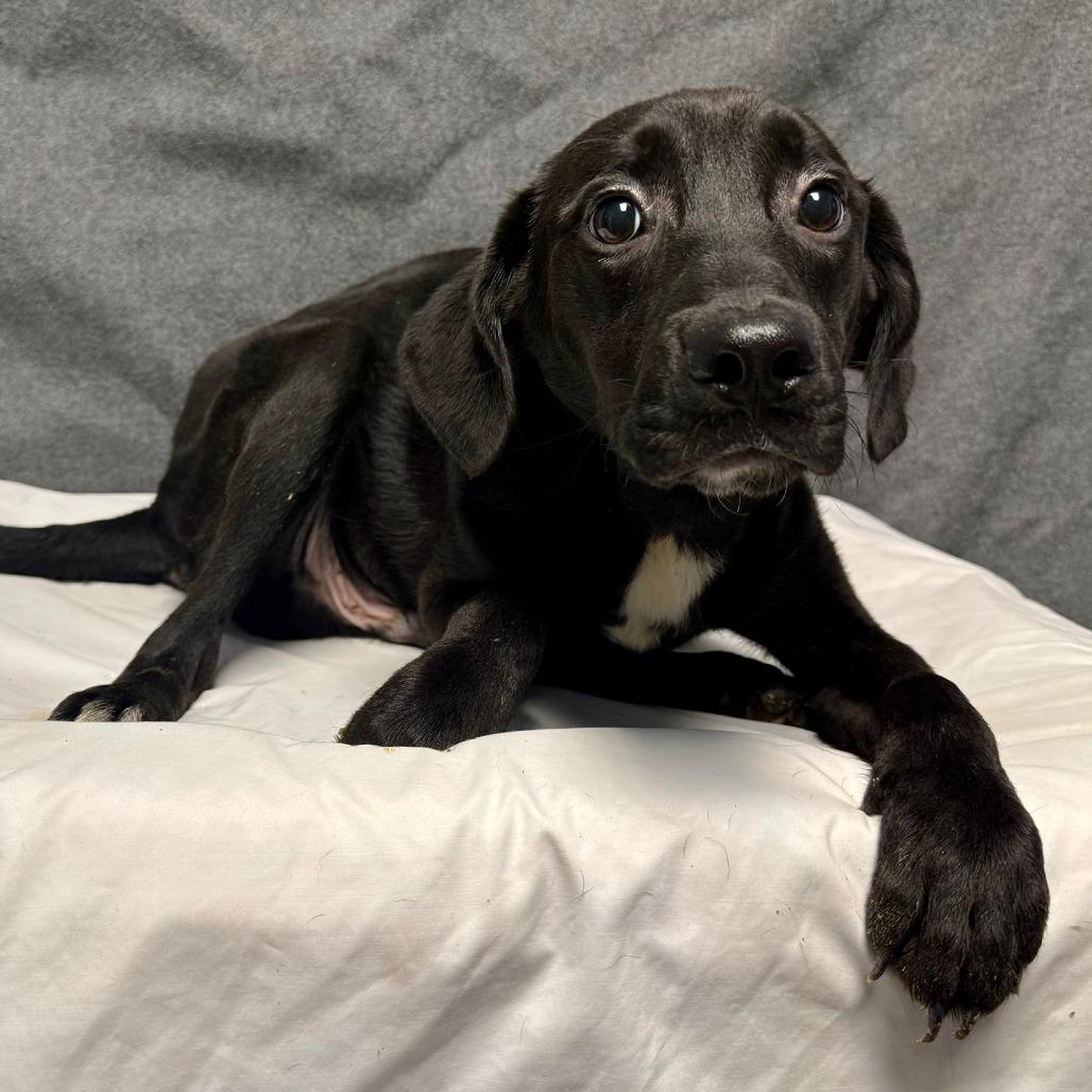 Enlarge Heidi, a Adoptable Mixed Breed in Bennettsville, SC image 1/1